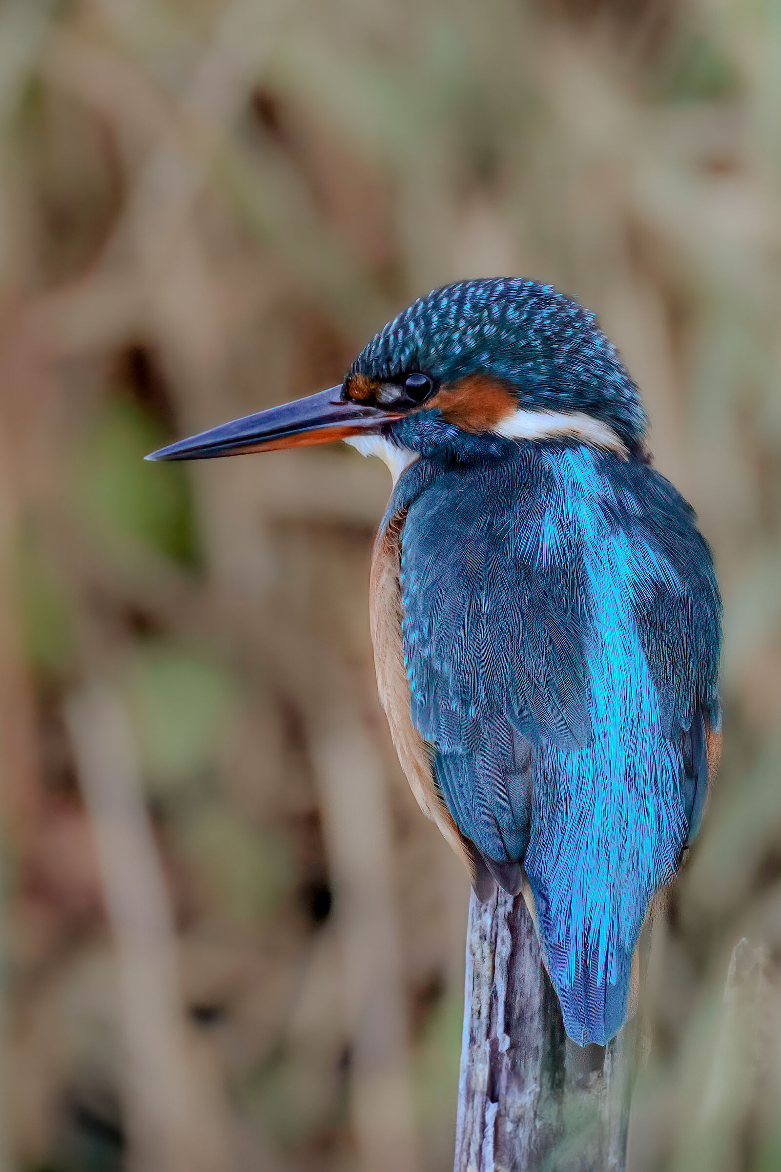 Kingfisher