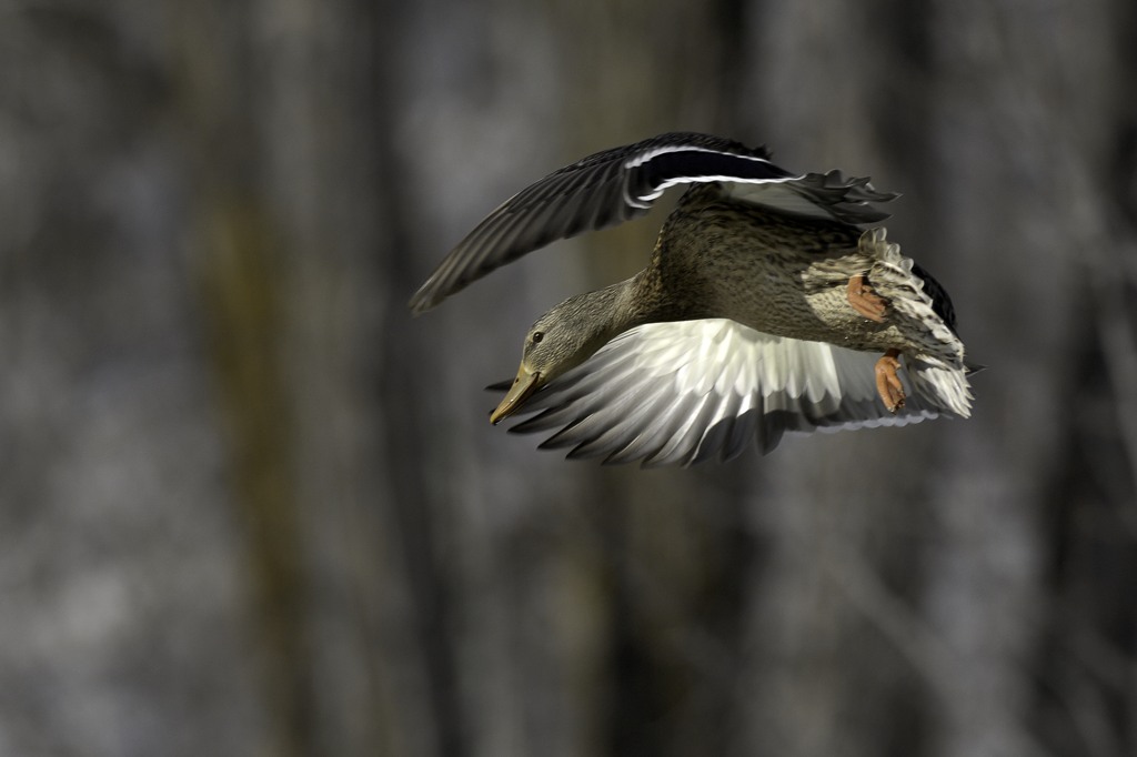 Mallard drake