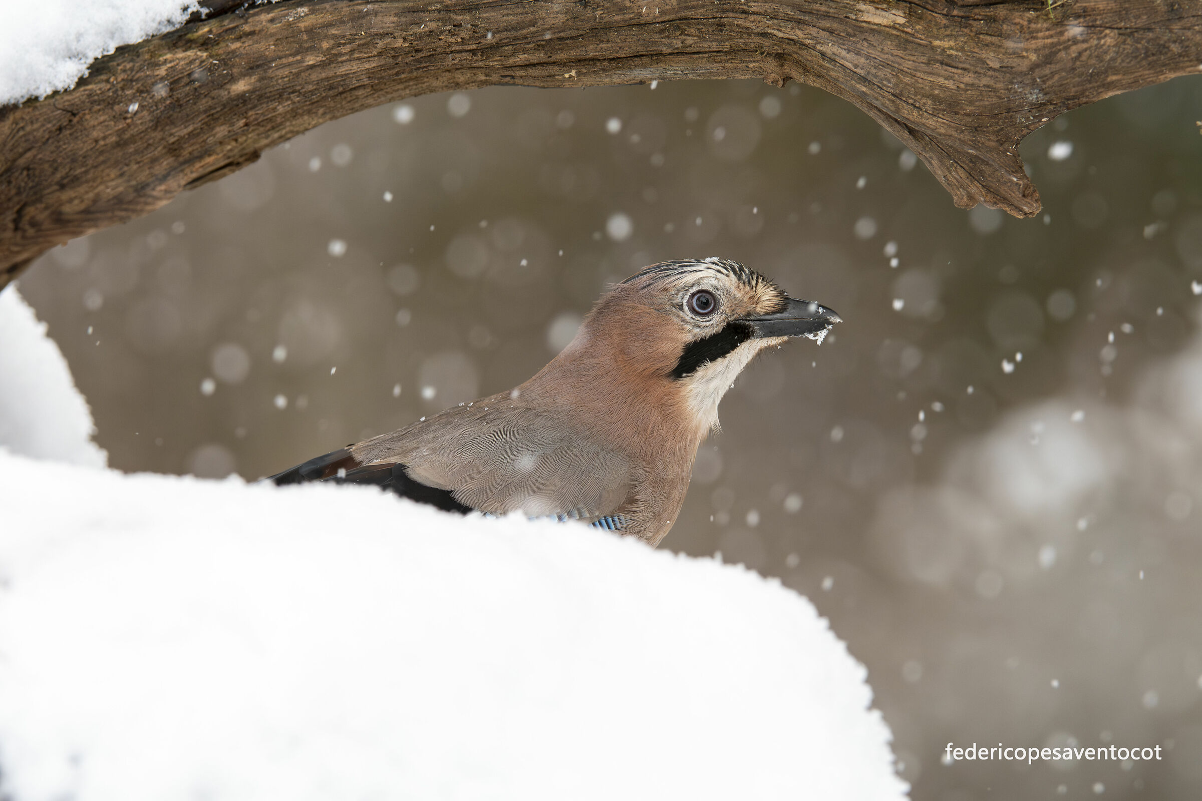 Ghiandaia sotto la neve