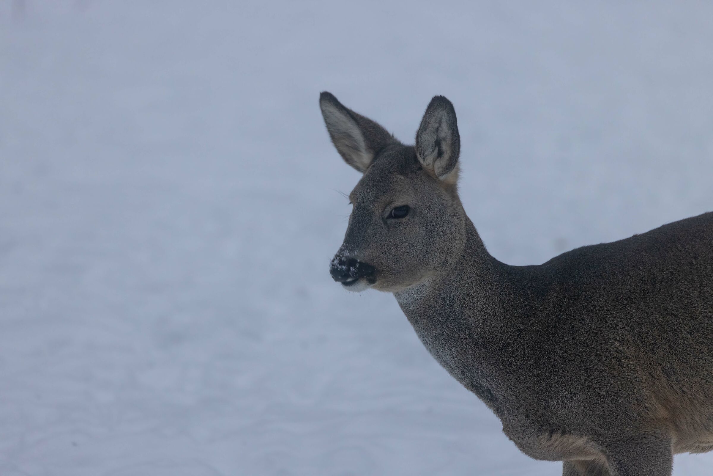 Roe deer