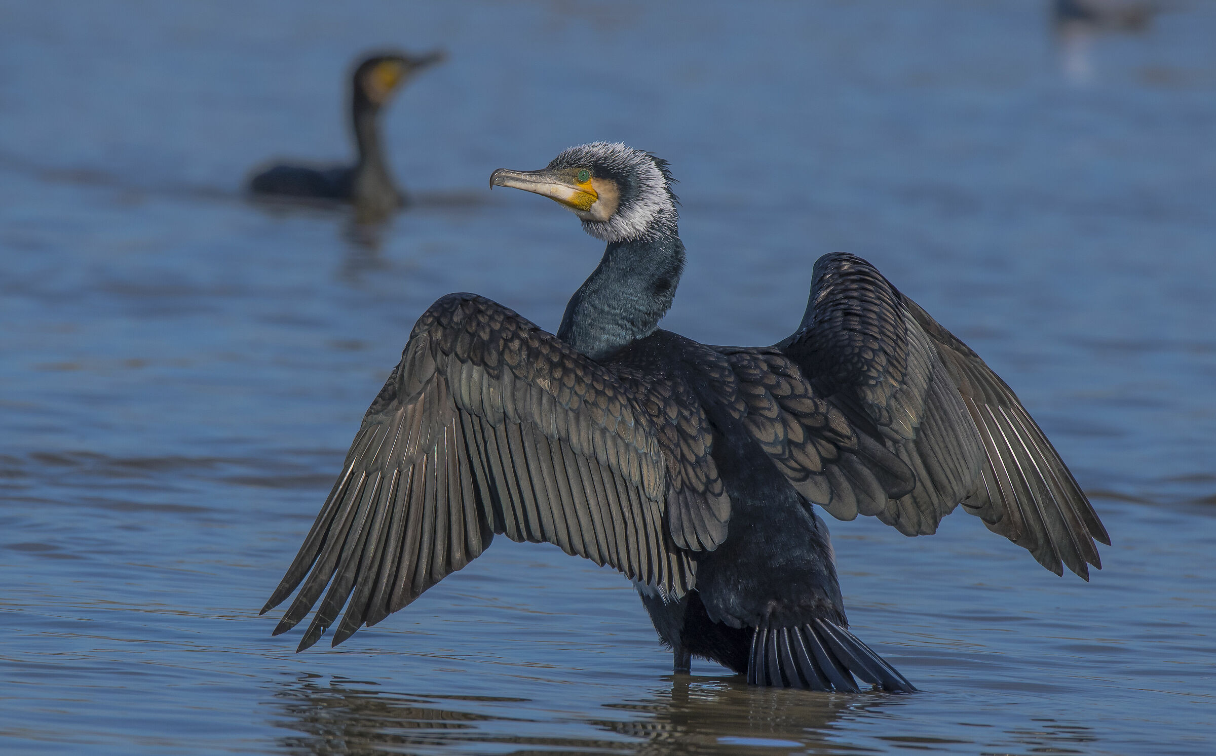 Cormorano