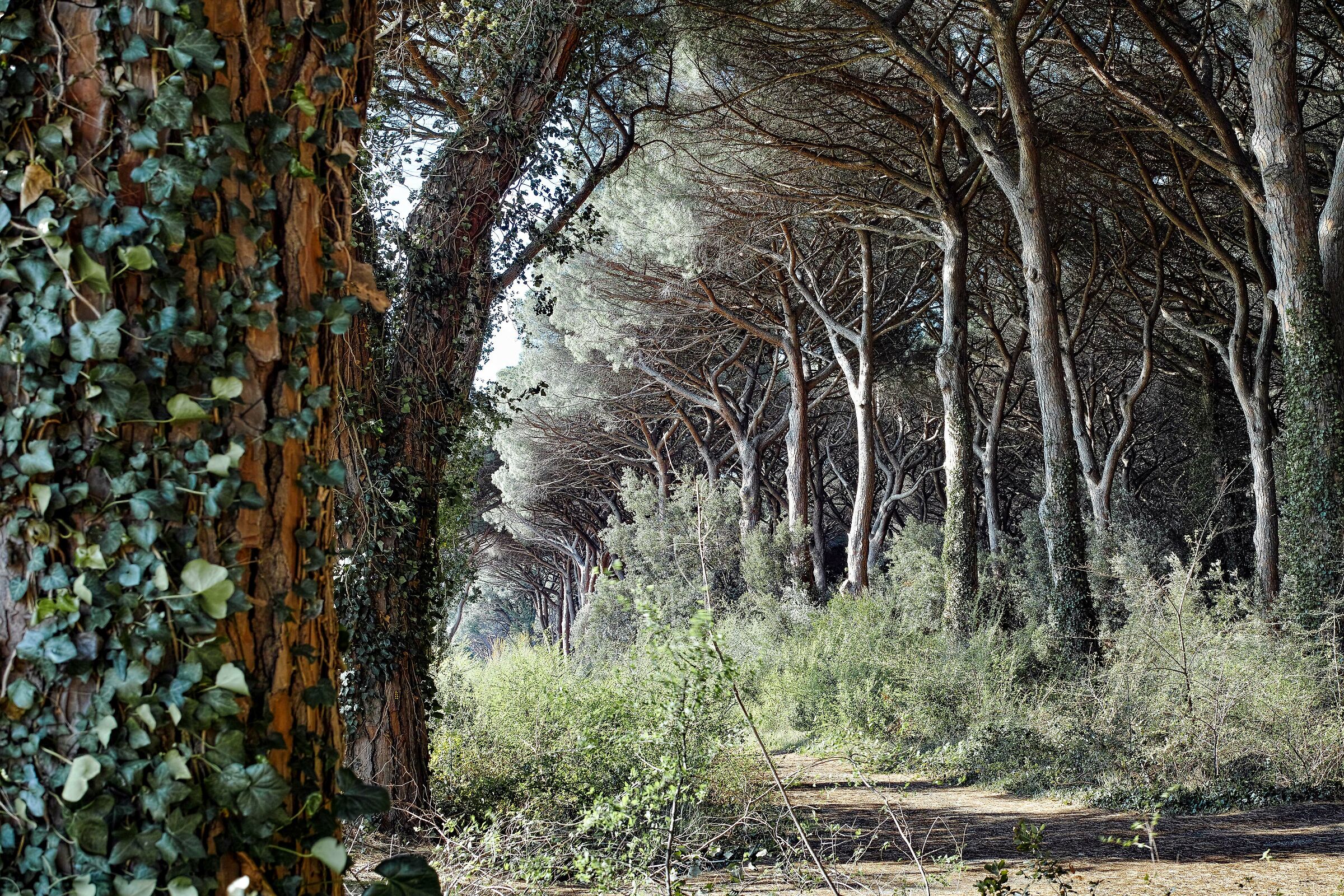 Marina di Donoratico