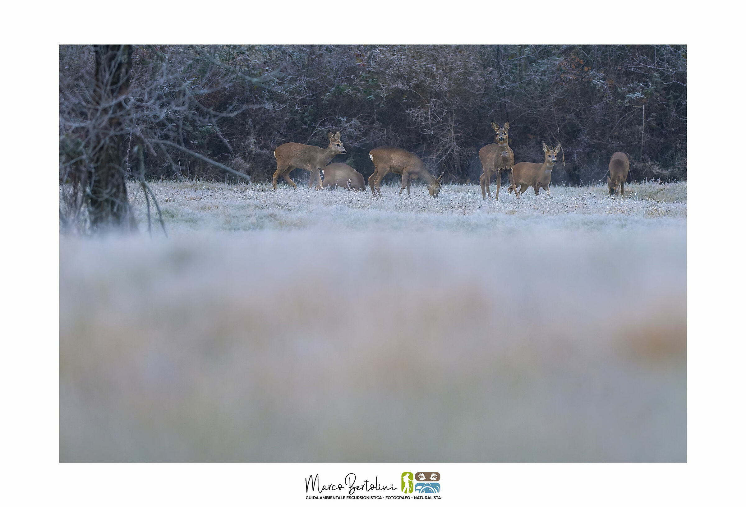 Roe deer in winter