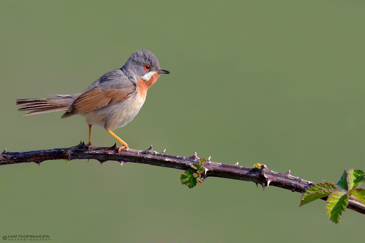 Subalpine Warbler