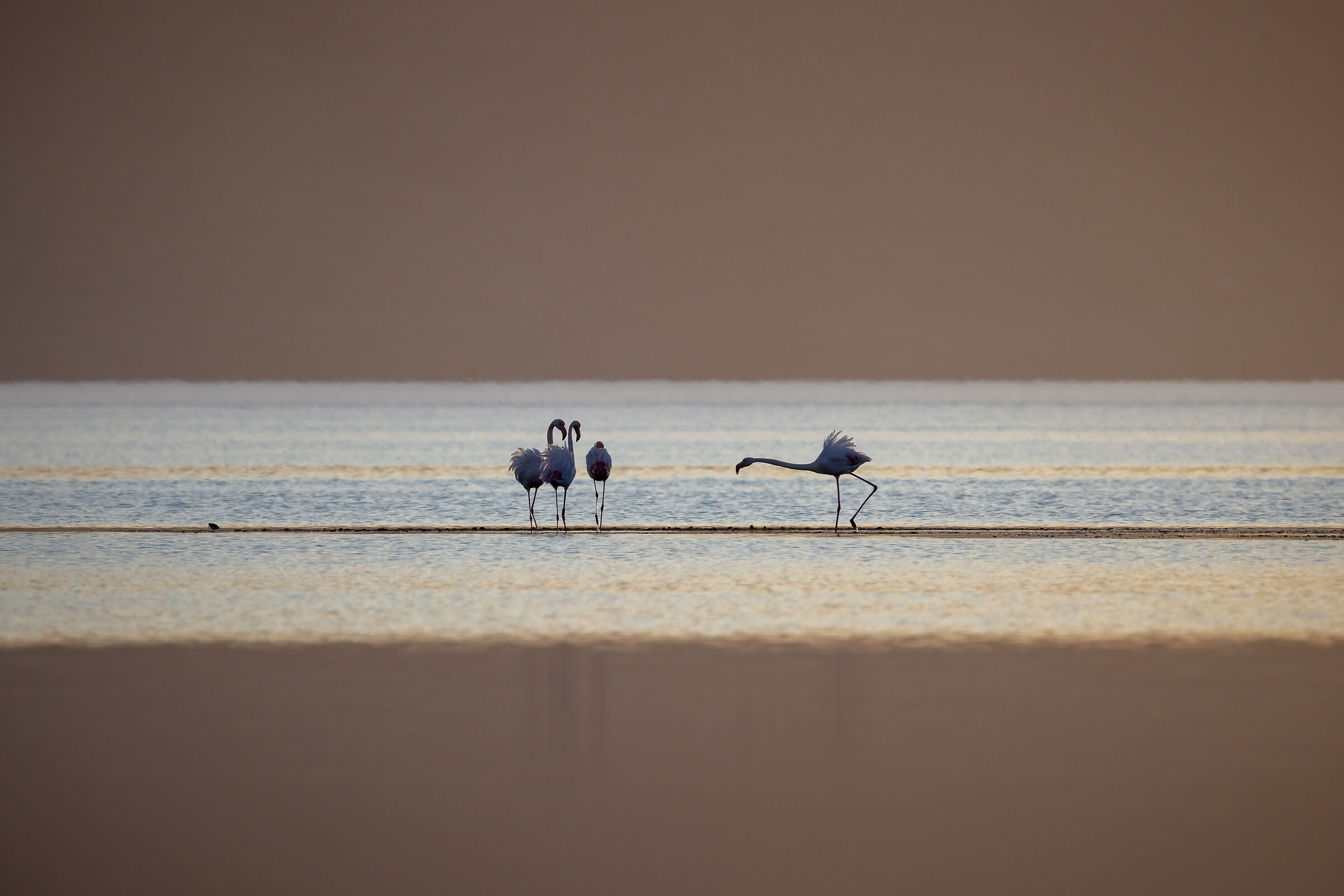 Canon RF 200-800 f6.3-9 IS usm, foto al tramonto