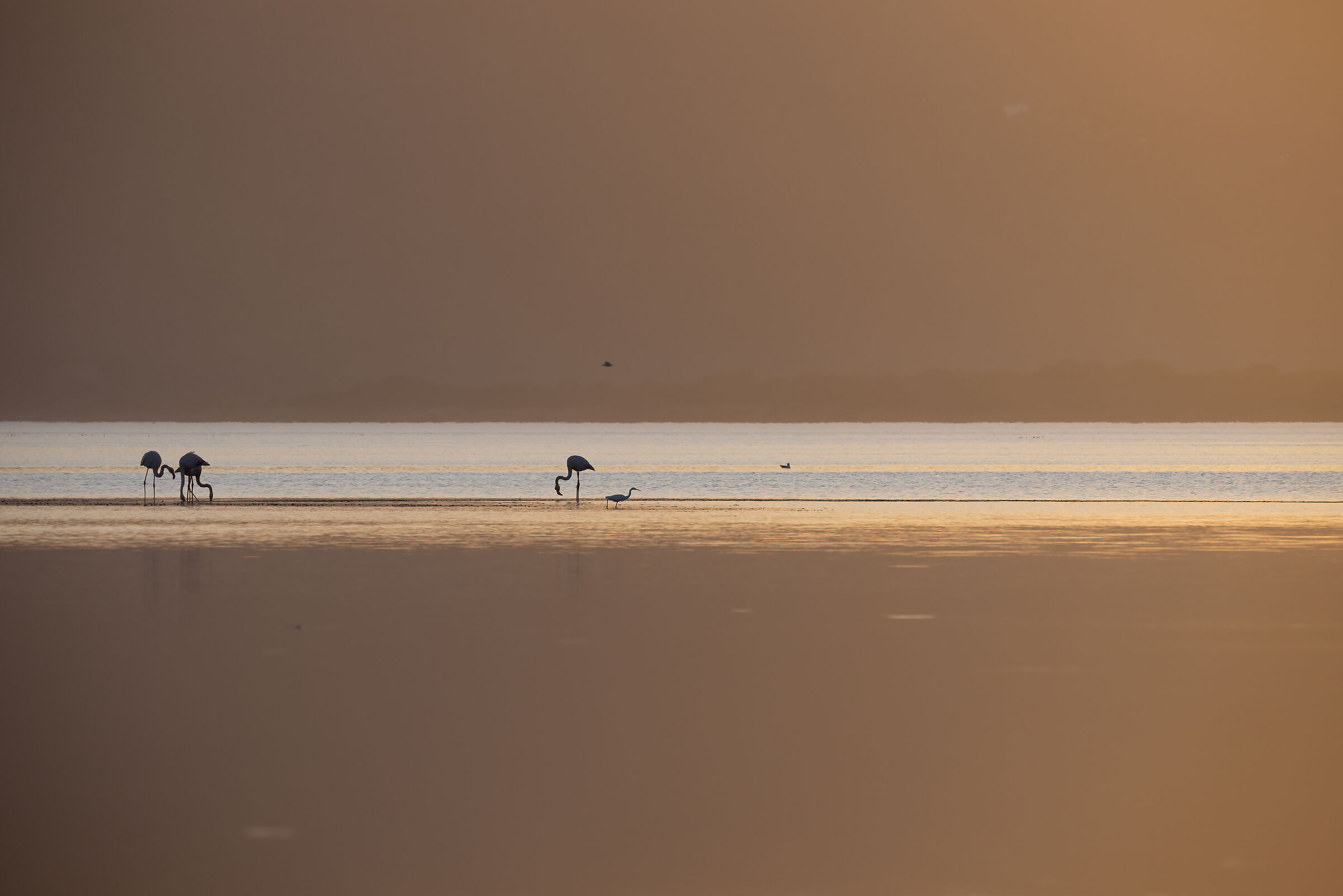 Canon RF 200-800 f6.3-9 IS usm, foto al tramonto