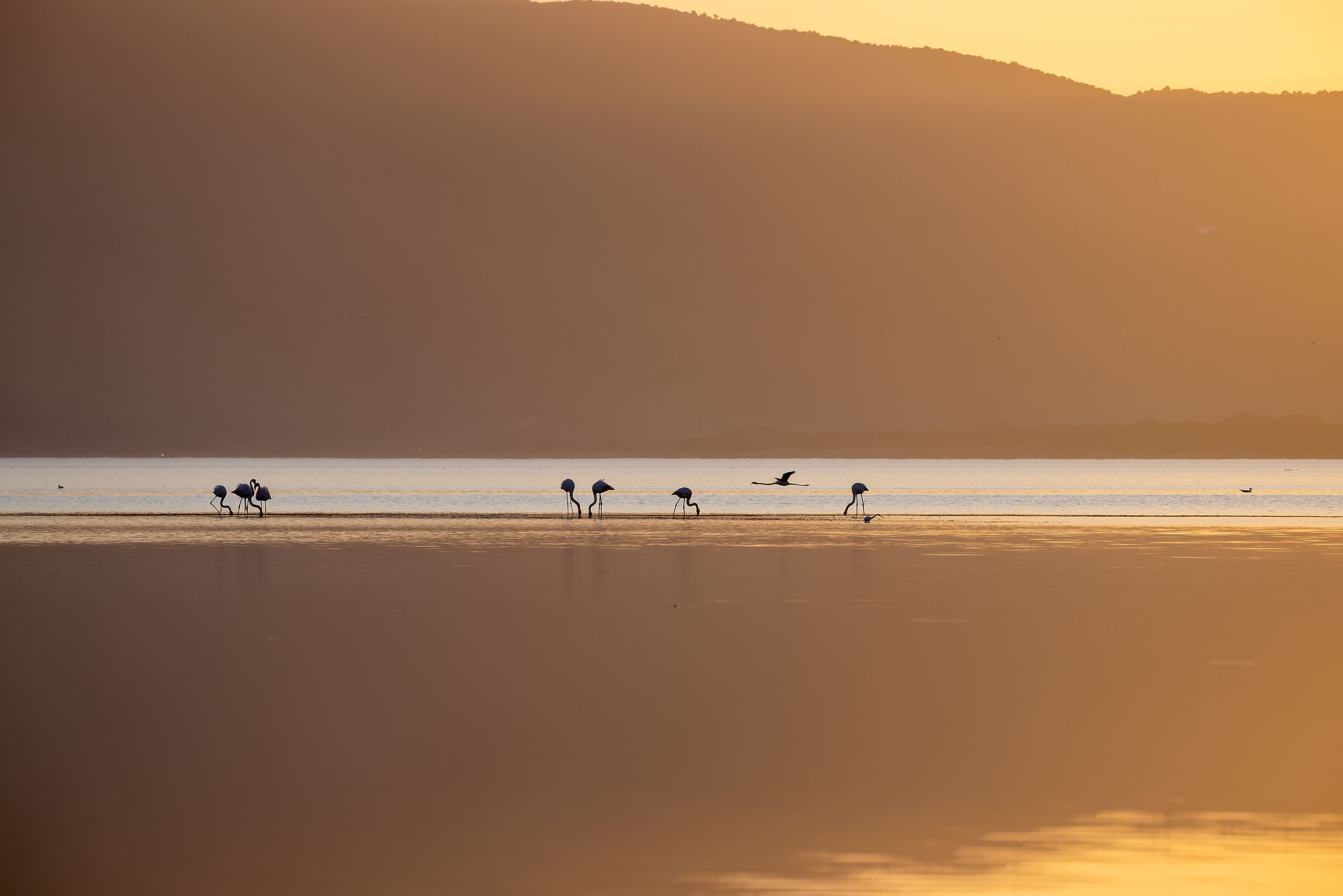 Canon RF 200-800 f6.3-9 IS usm, foto al tramonto