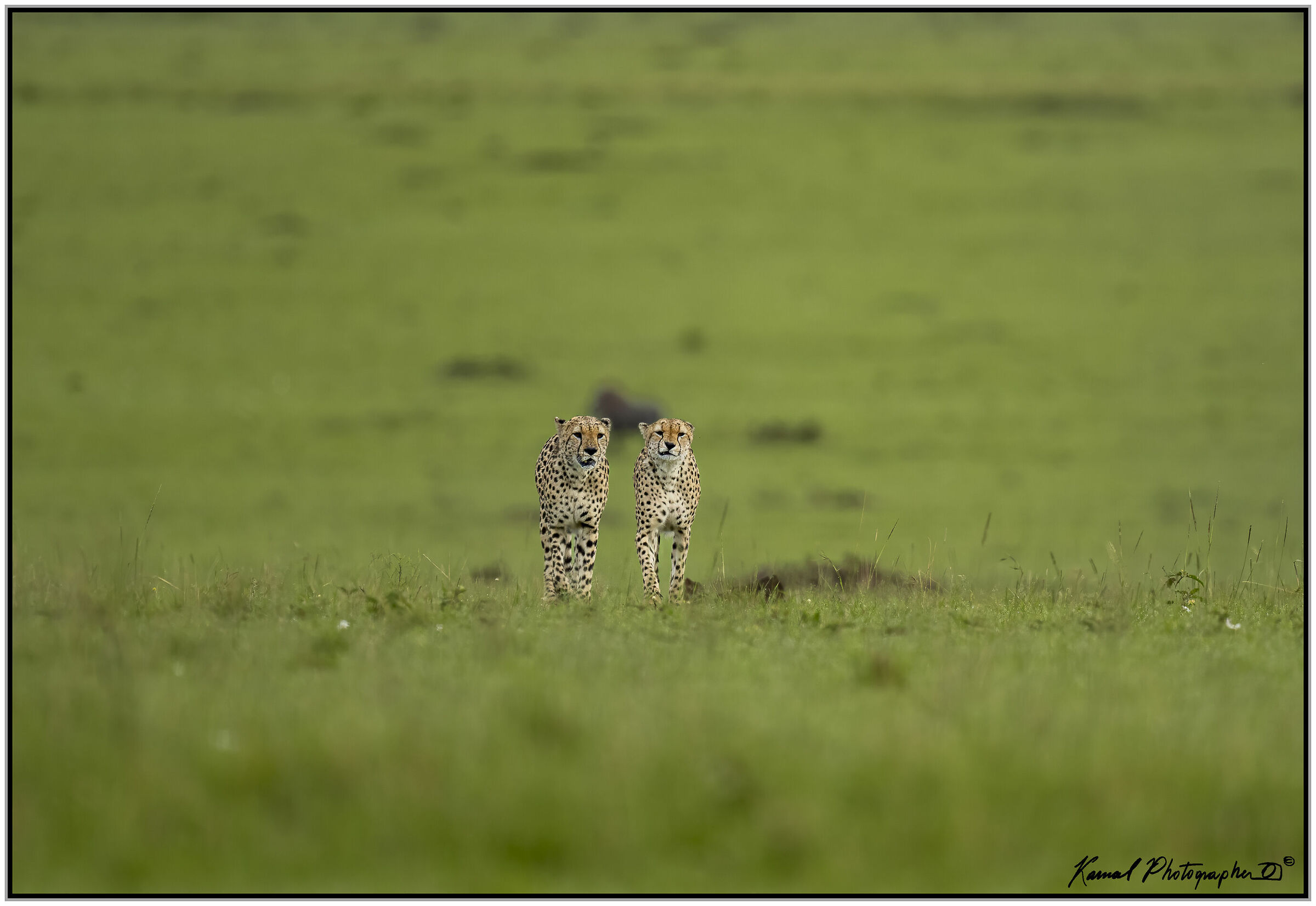 Ghepardo (Acinonyx jubatus)