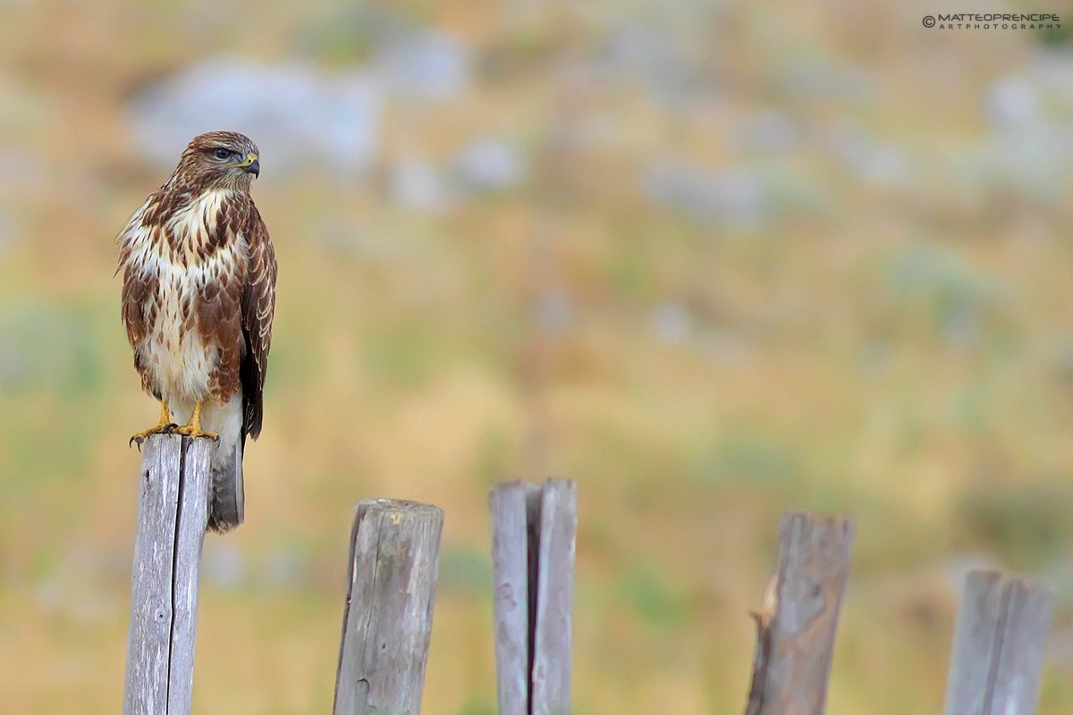 Buzzard