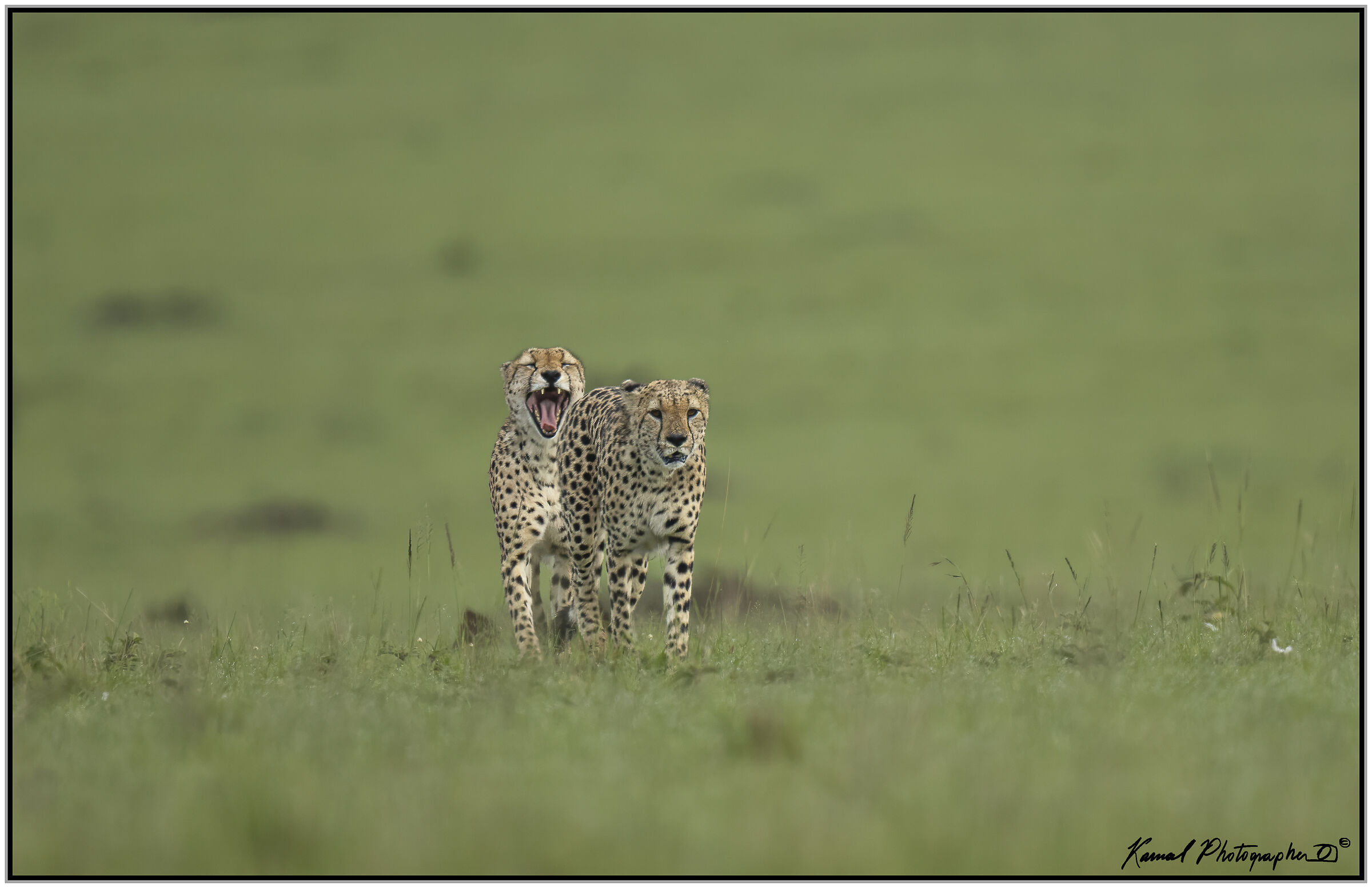 Ghepardo (Acinonyx jubatus)