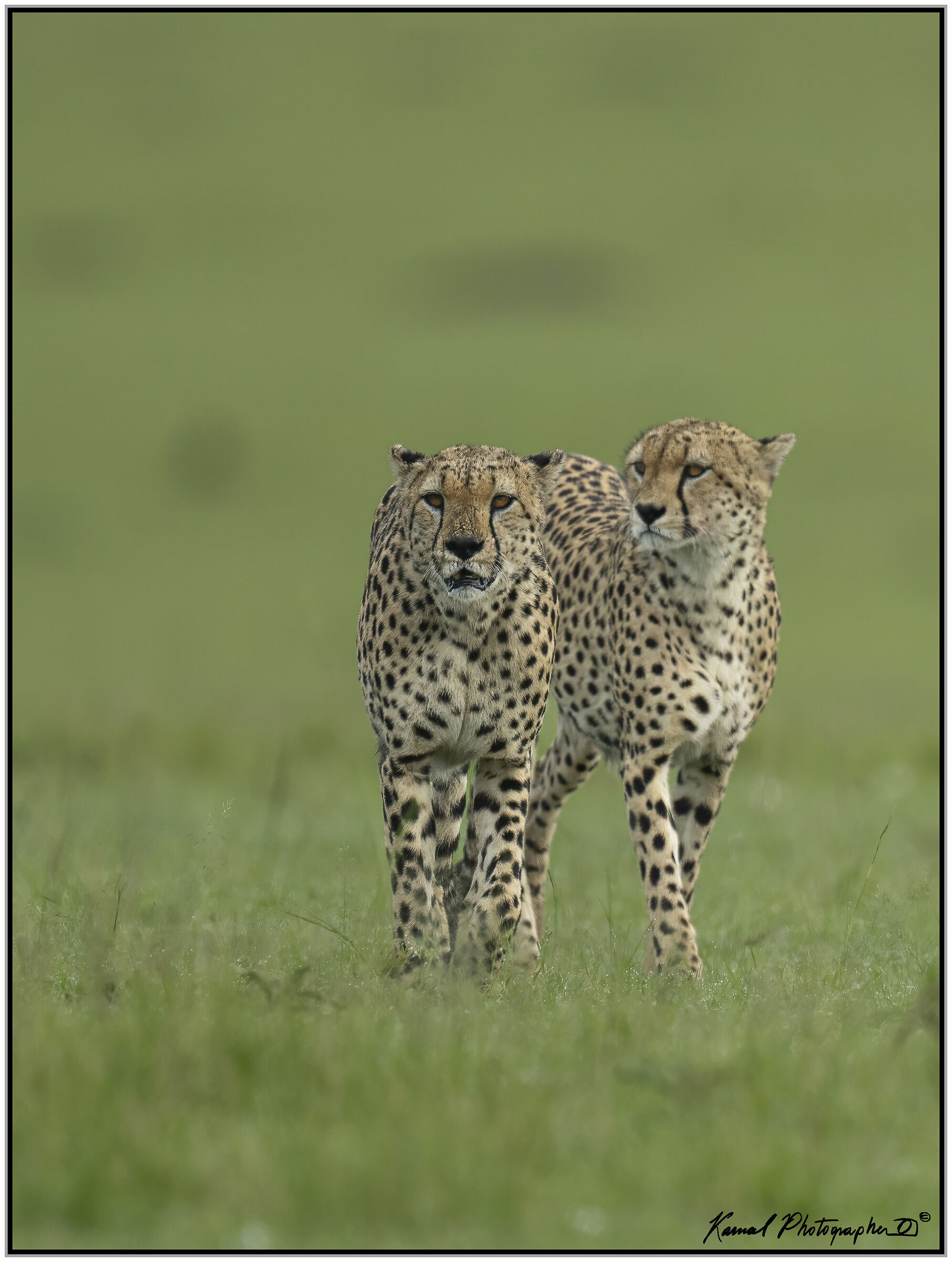 Ghepardo (Acinonyx jubatus)