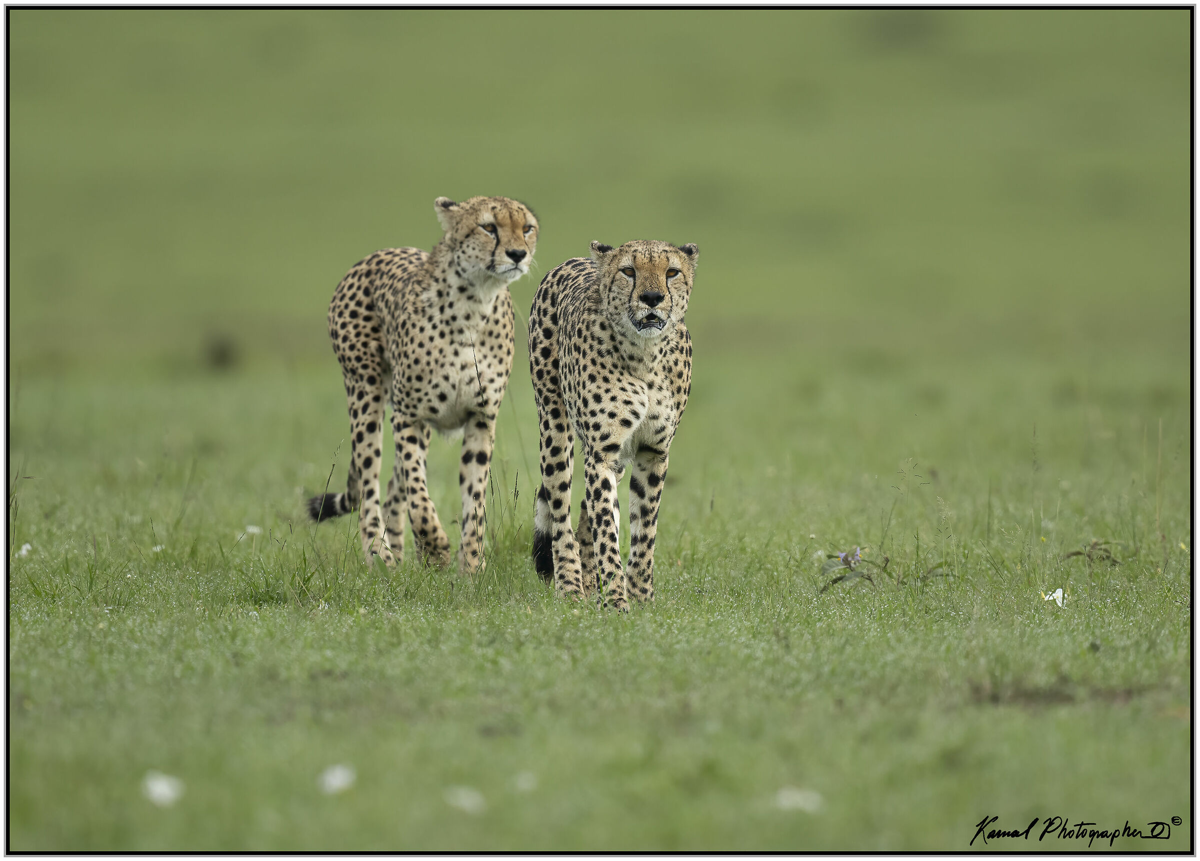 Ghepardo (Acinonyx jubatus)