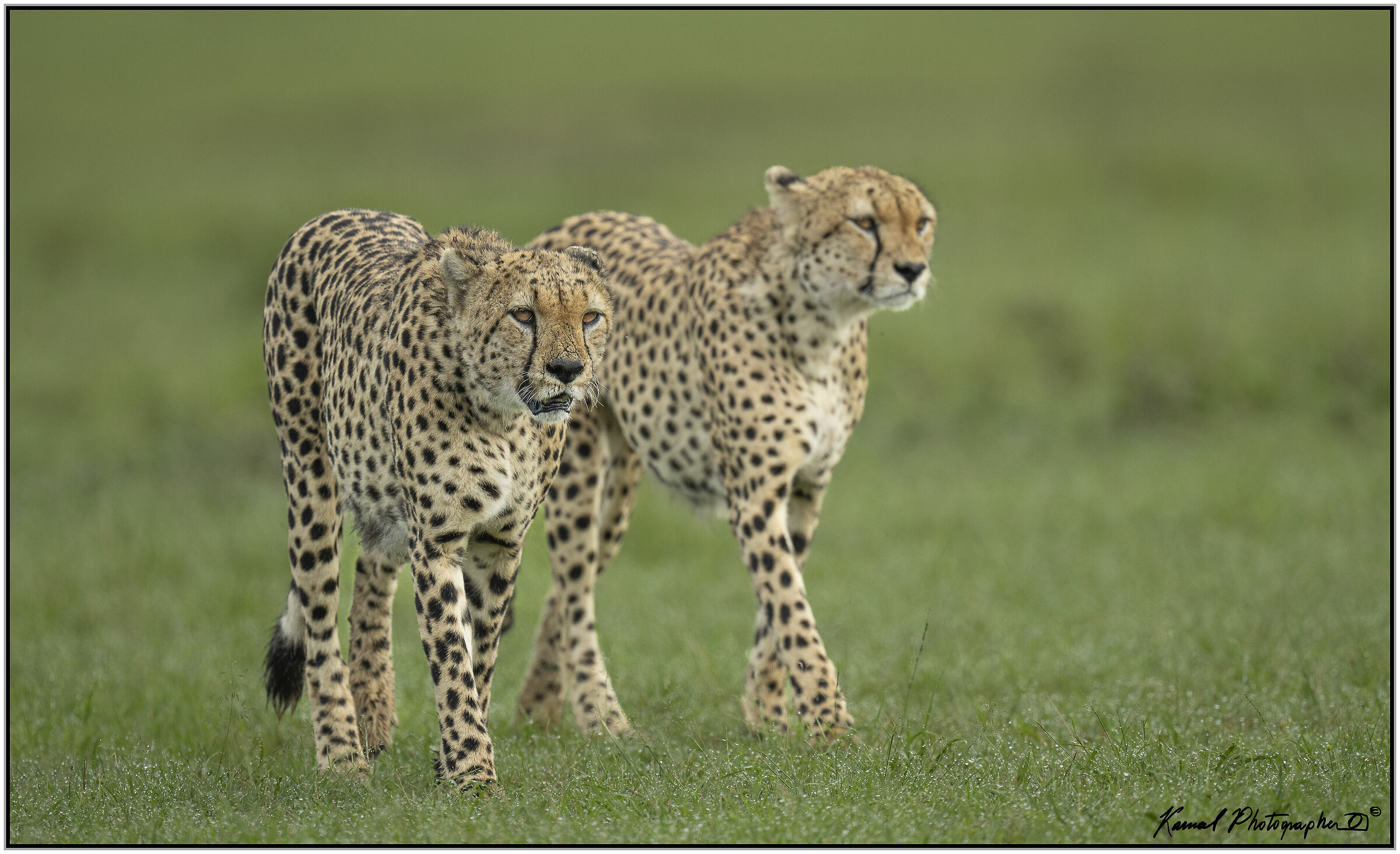 Ghepardo (Acinonyx jubatus)