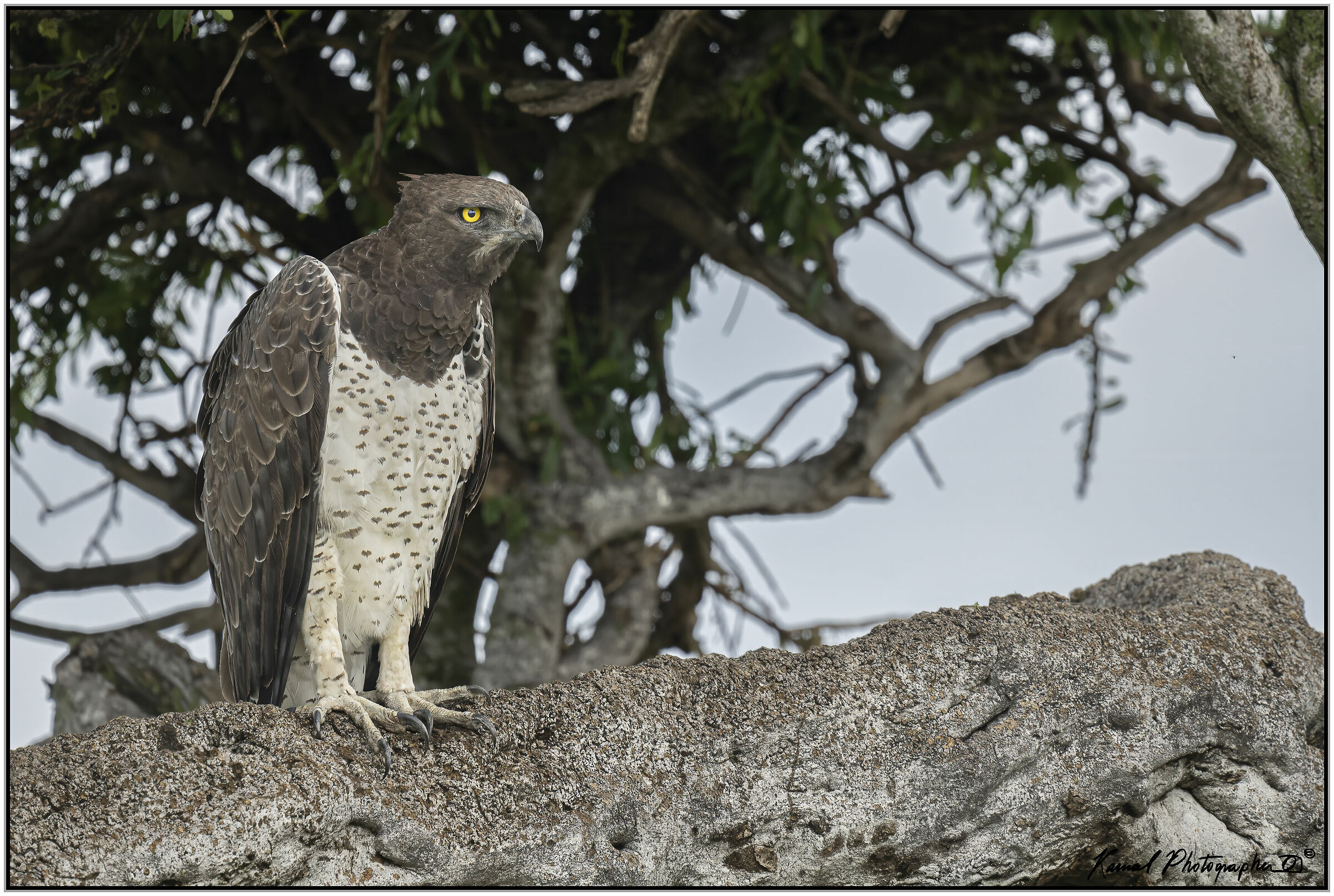 Aquila marziale (Polemaetus bellicosus)