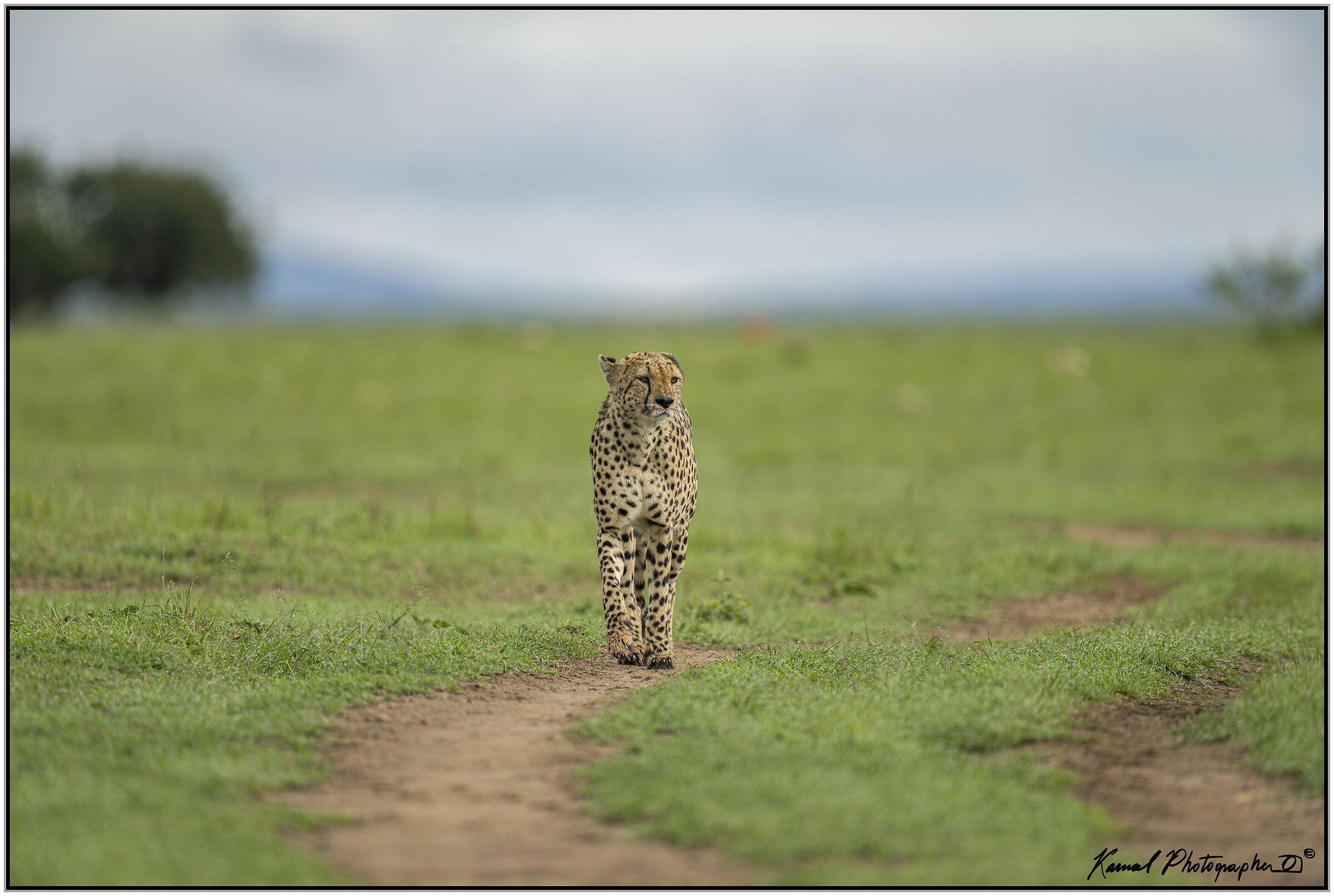 Ghepardo (Acinonyx jubatus)