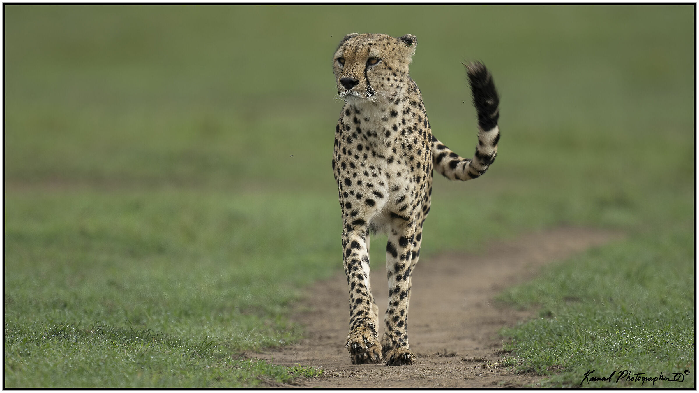 Ghepardo (Acinonyx jubatus)