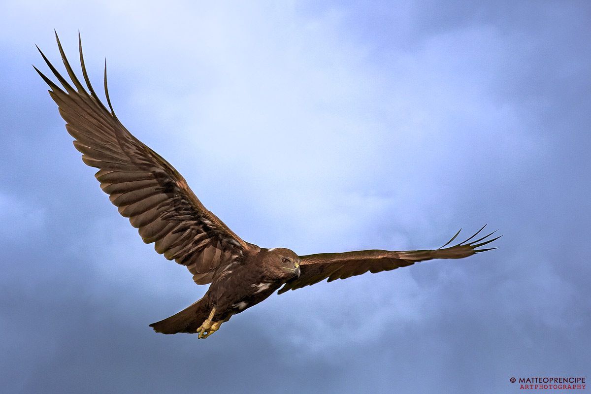 Marsh Harrier