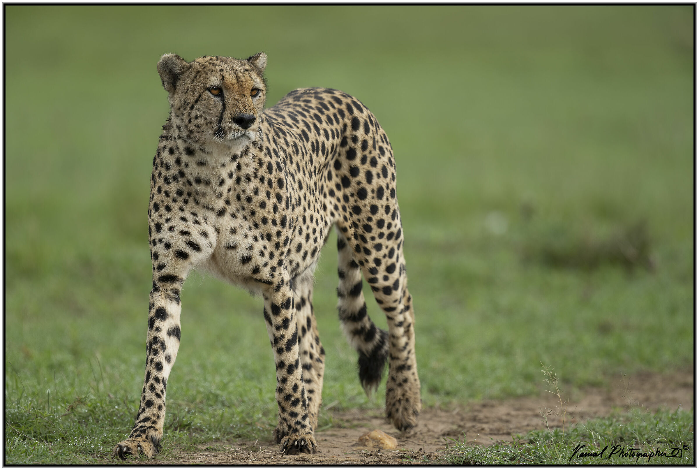 Ghepardo (Acinonyx jubatus)