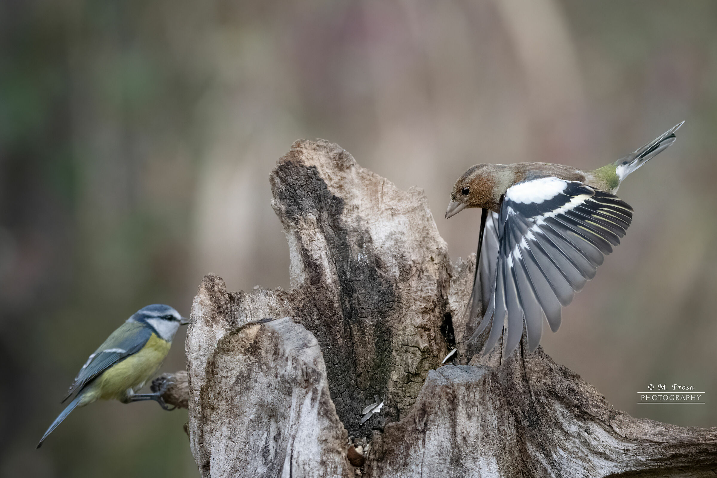 Occhio che arrivo...