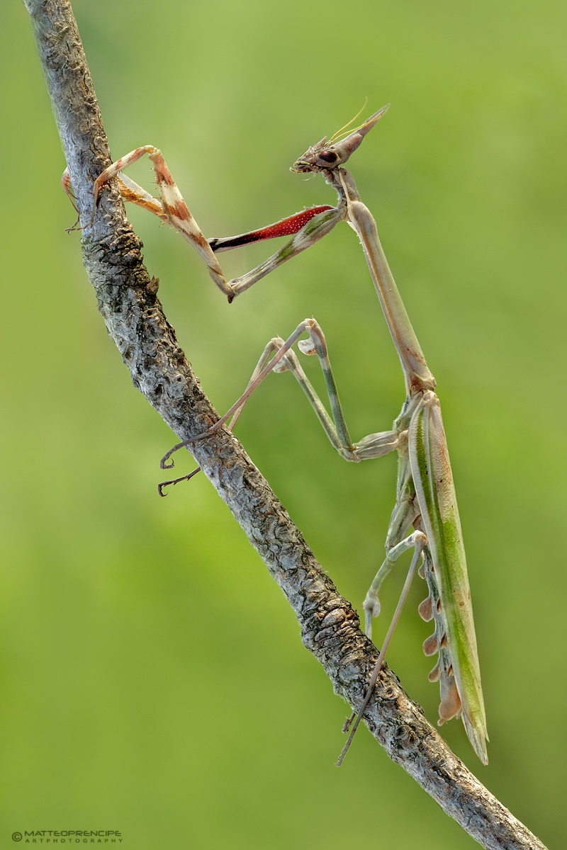 Empusa penata