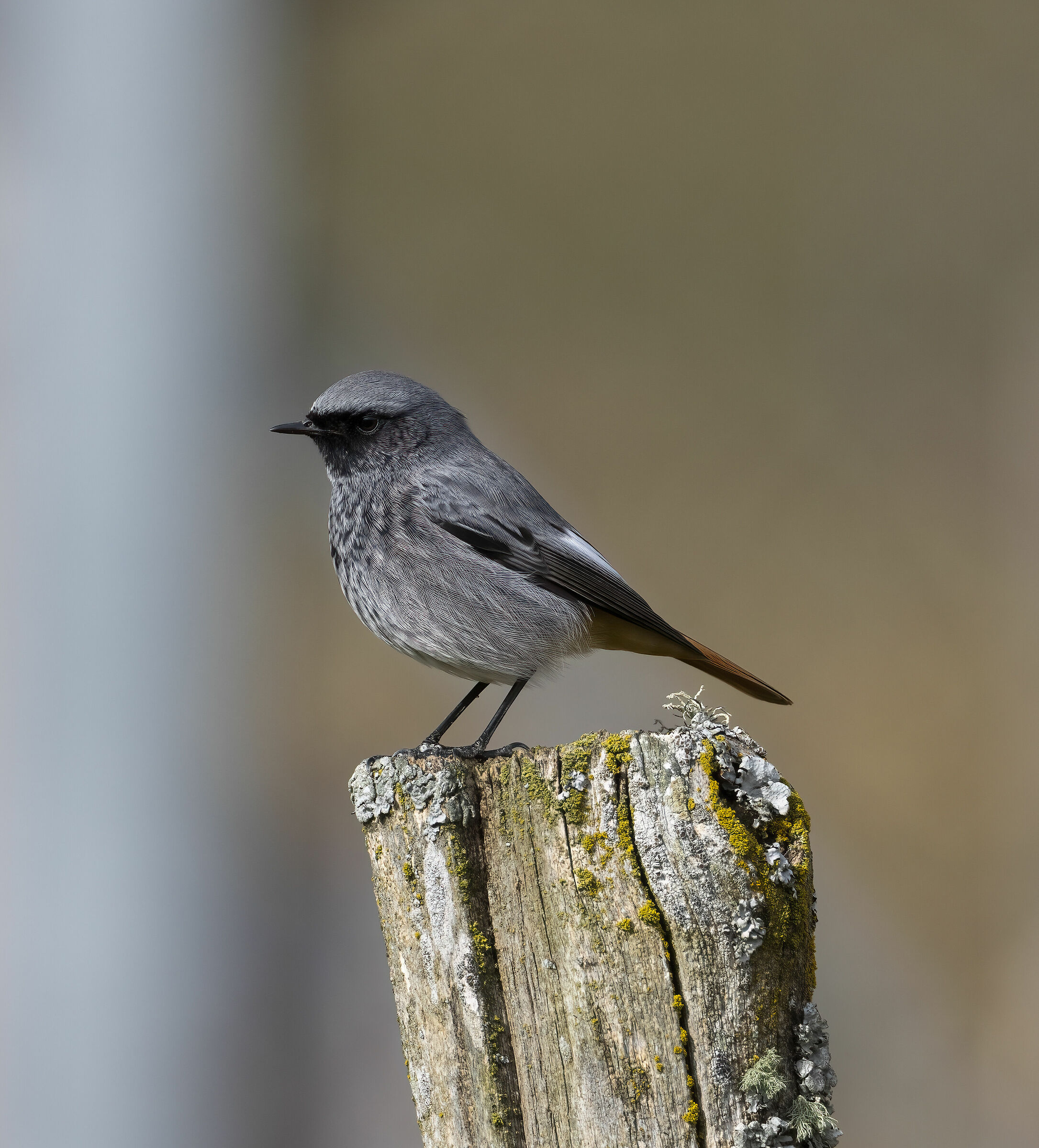 Male Redstart
