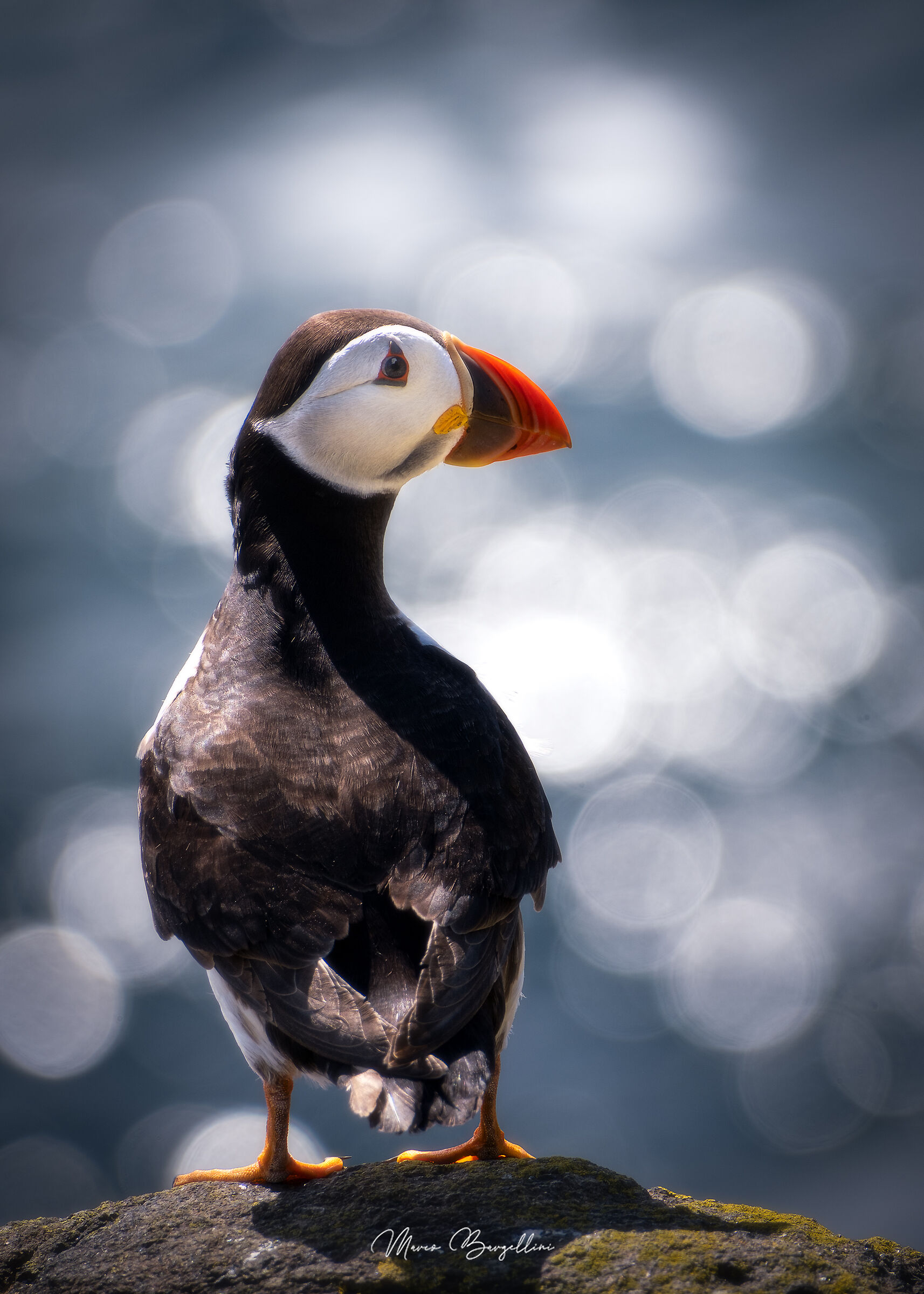Puffin