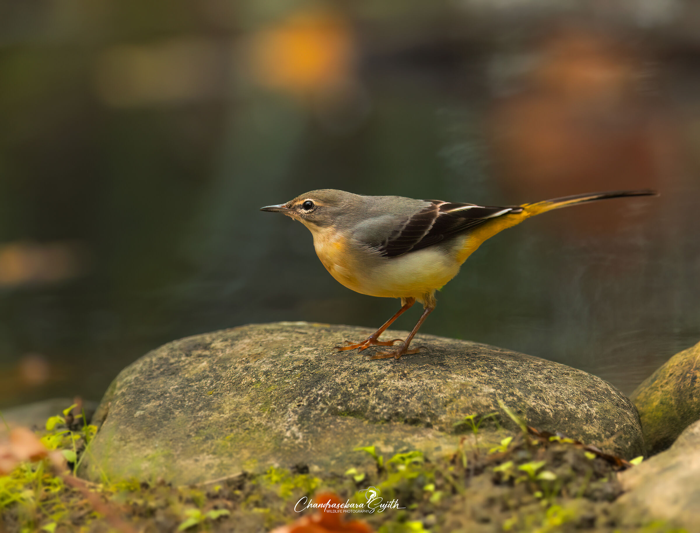 grey wagtail