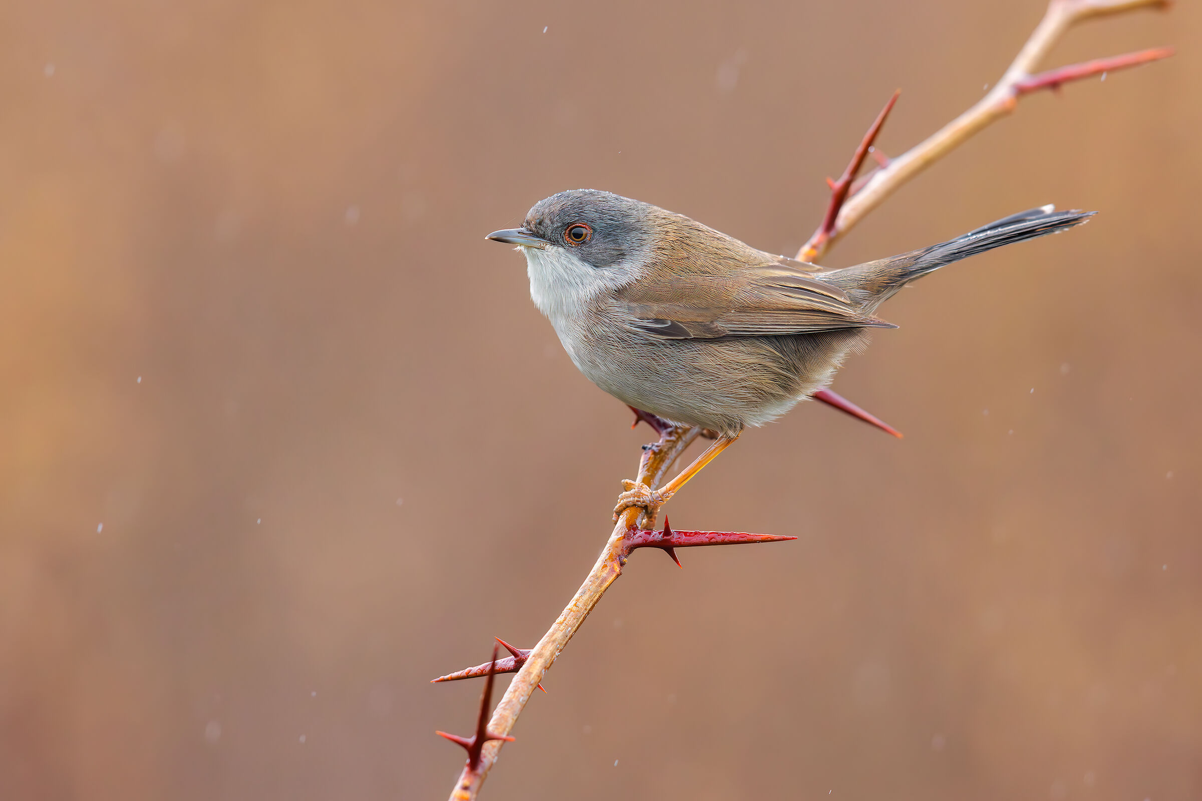 Female Warbler