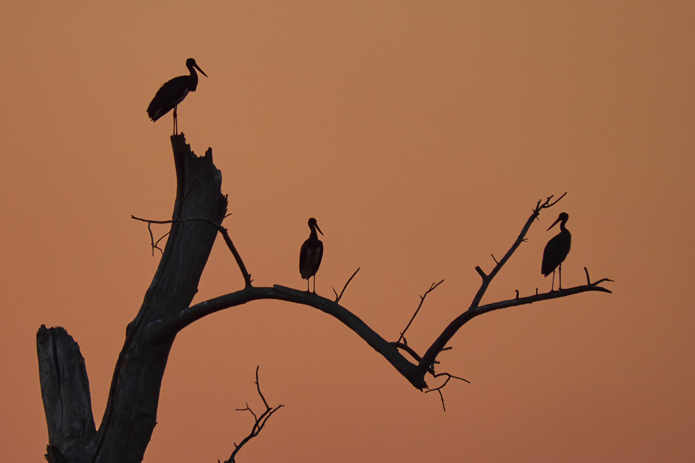 Cicogna nera ( Ciconia nigra )