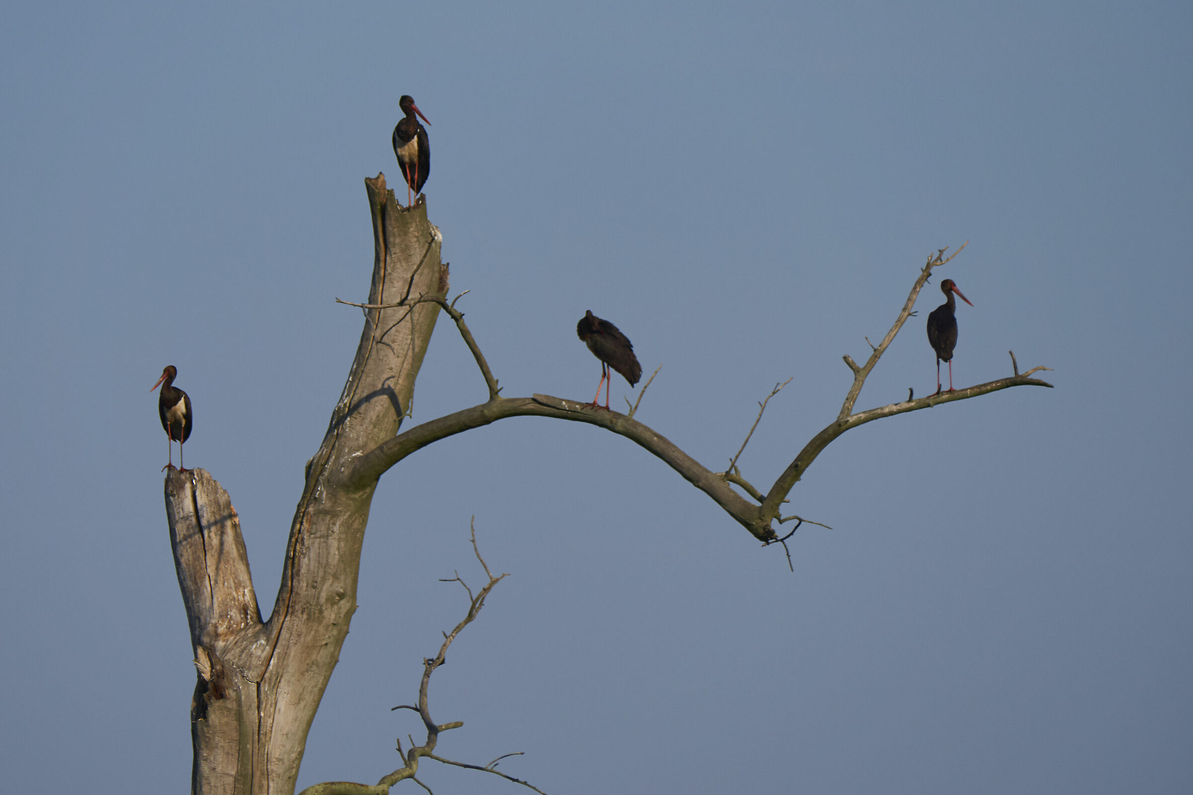 Cicogna nera ( Ciconia nigra )