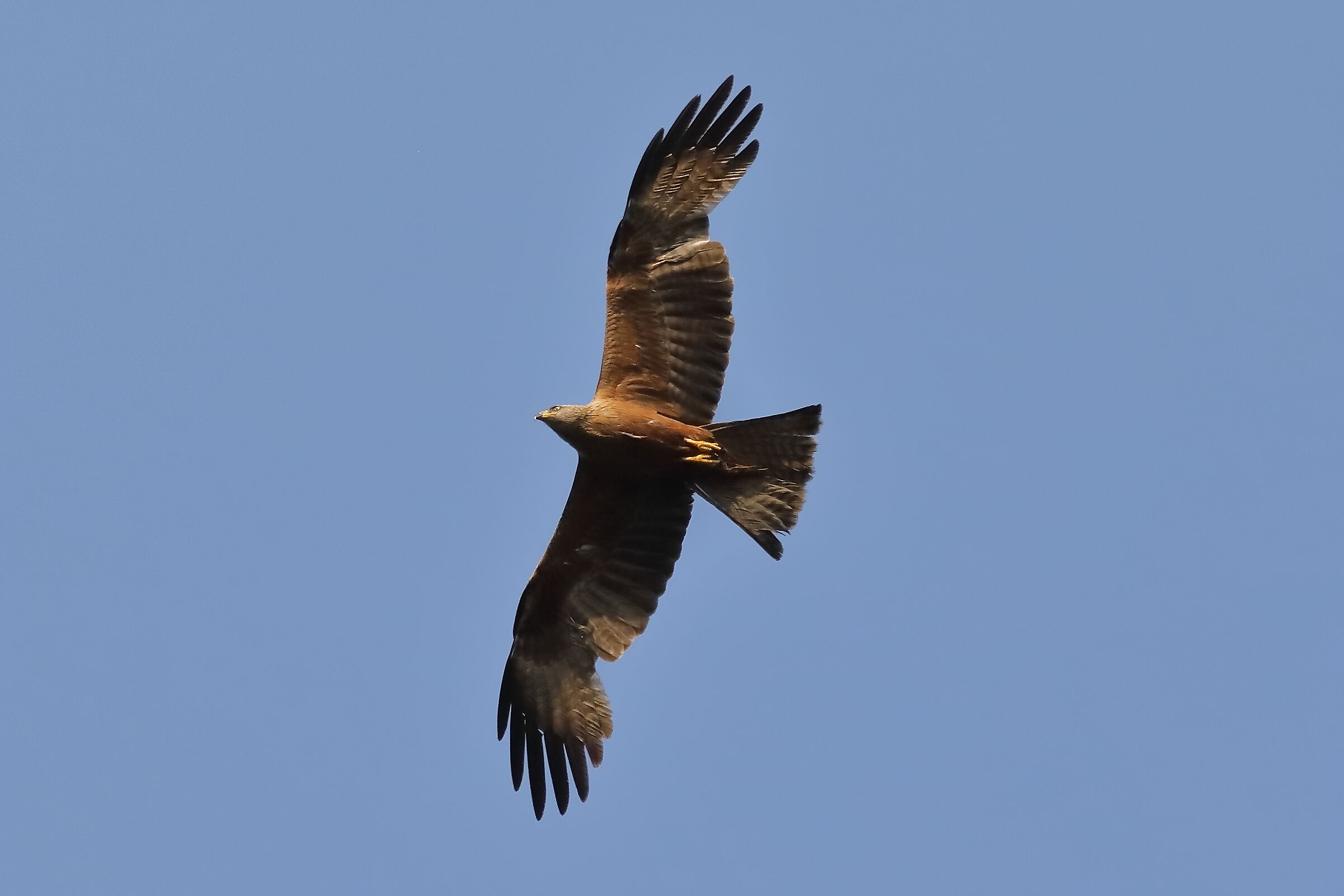 Black Kite 15-07-2023