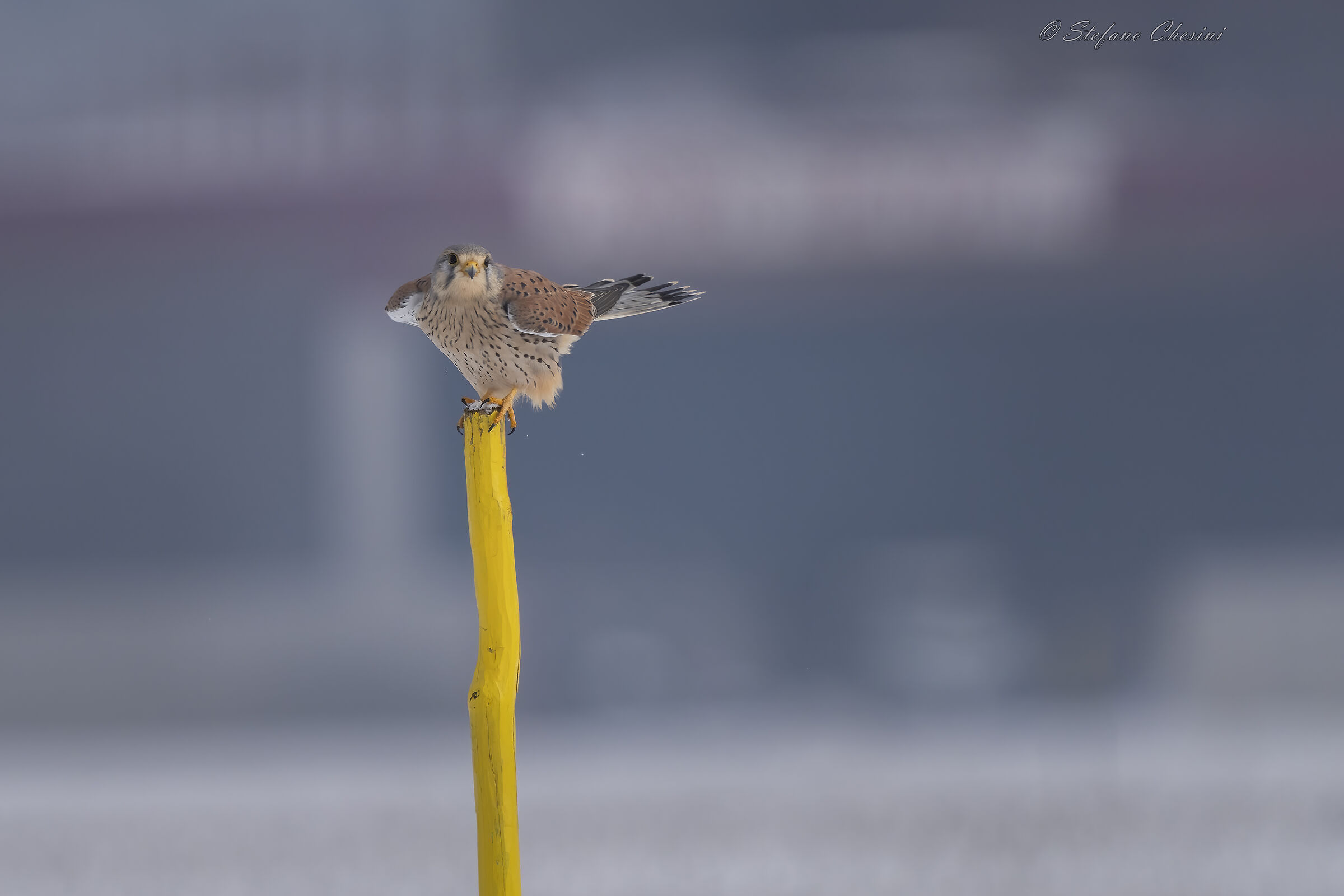 Gheppio pronti via!!!