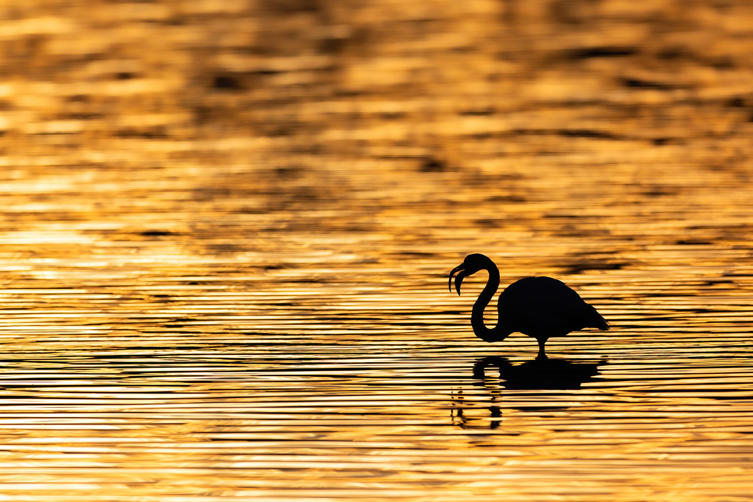 Golden Flamingo