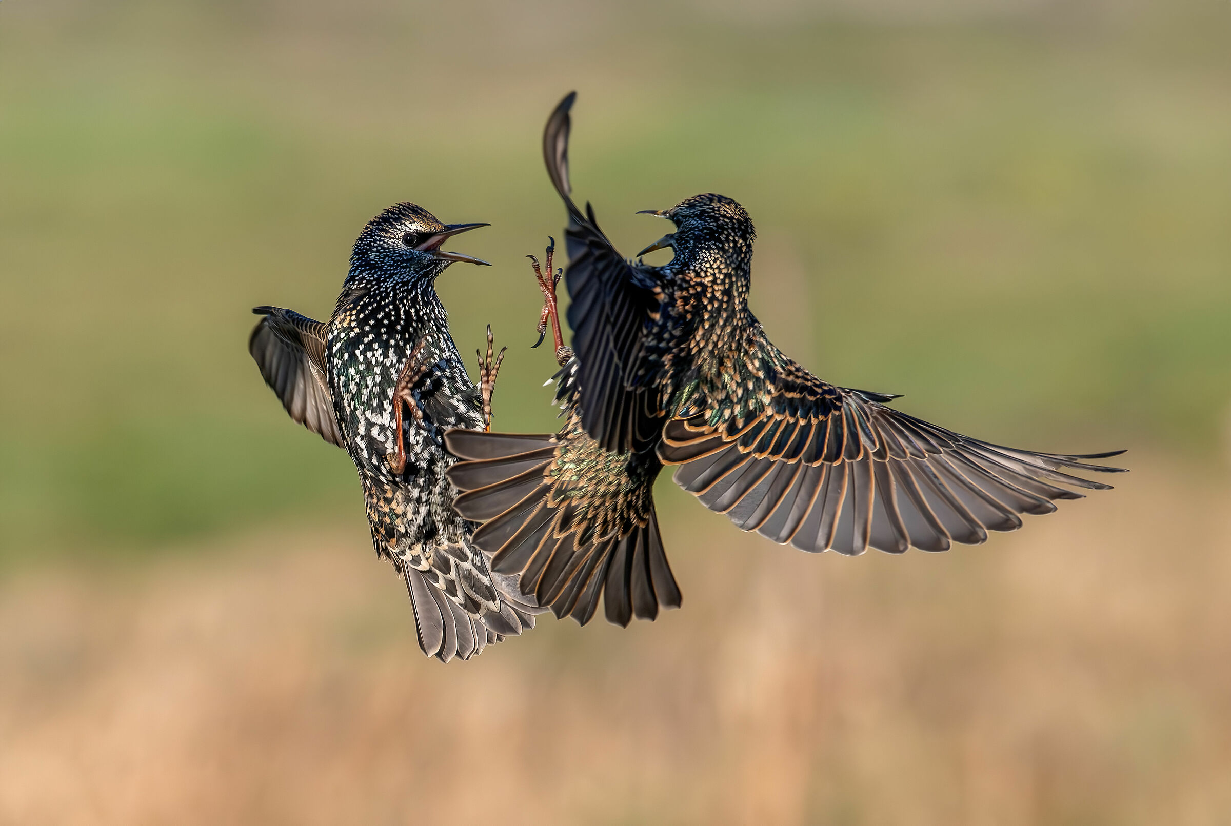 Combat starlings at altitude #capannocora