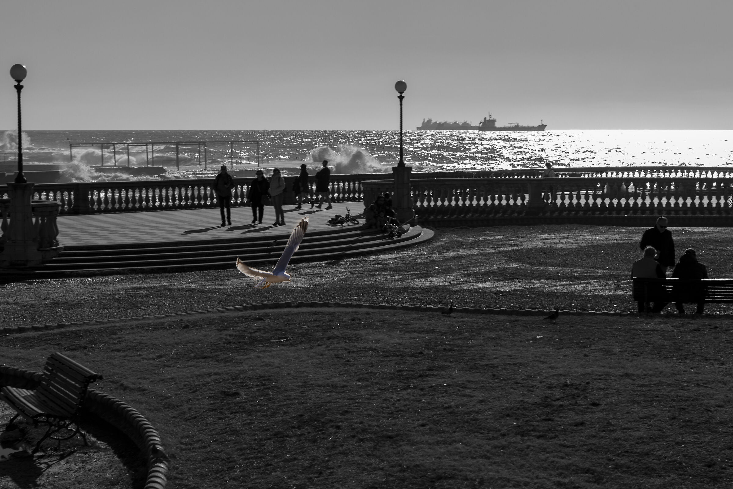 Livorno and the seagulls