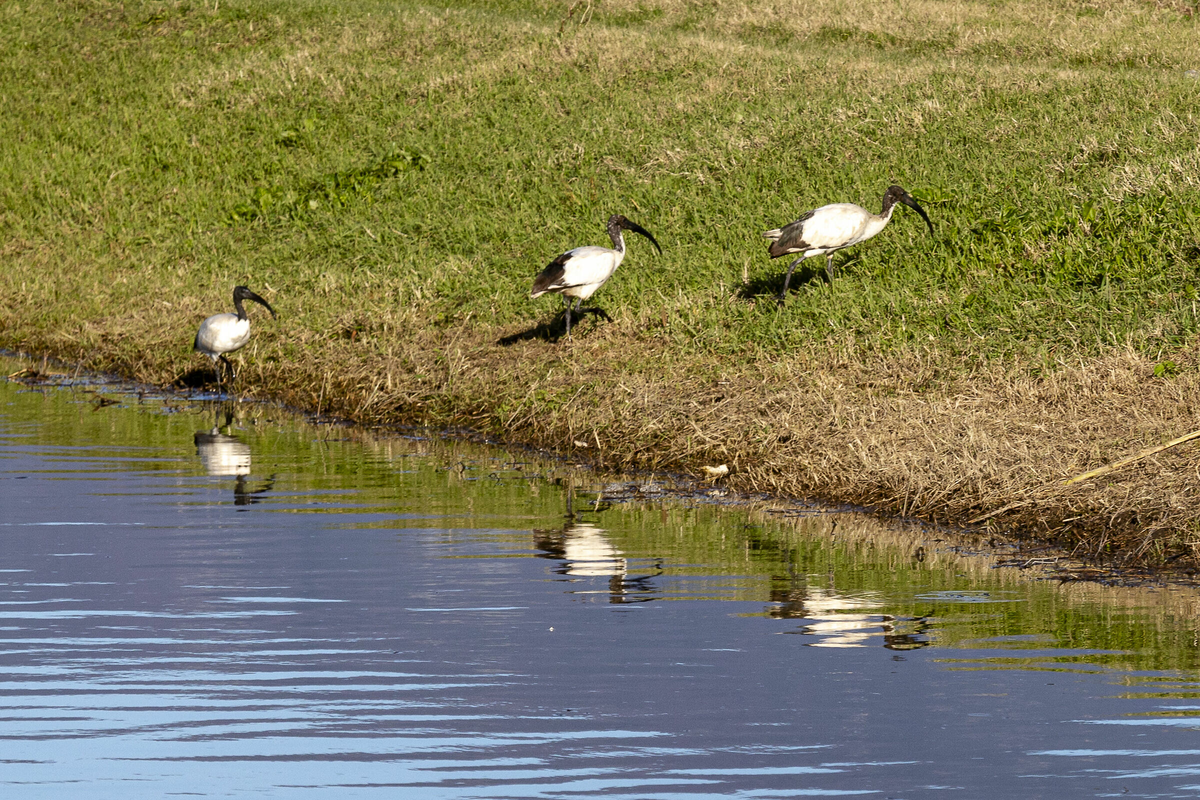 Royal ibis in Titignano