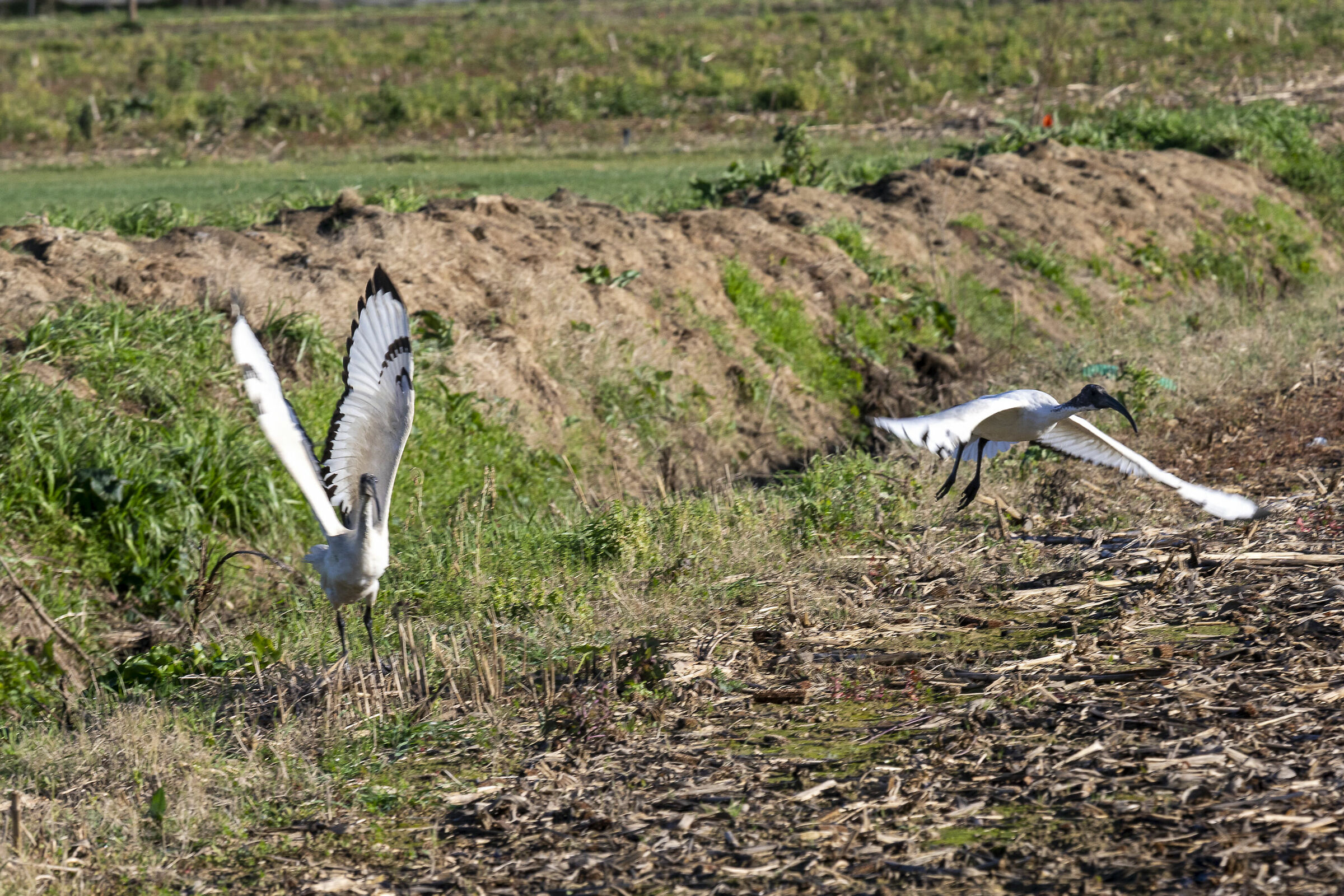 Royal Ibises in flight