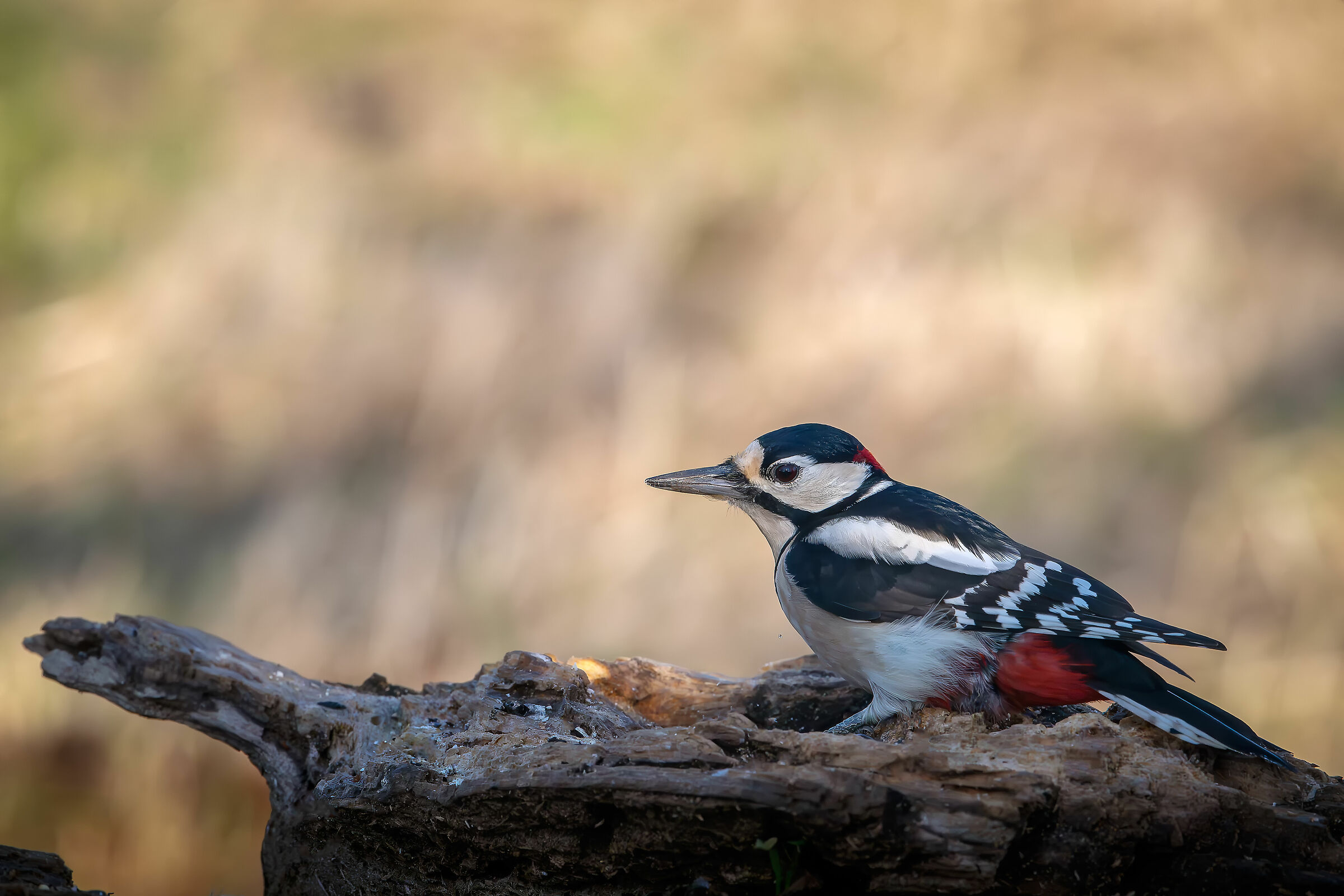 Spotted woodpecker #capannocora