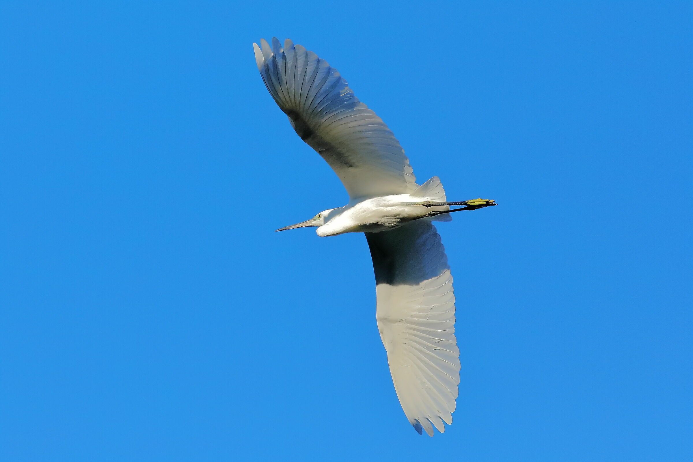 Little Egret 08-08-2023