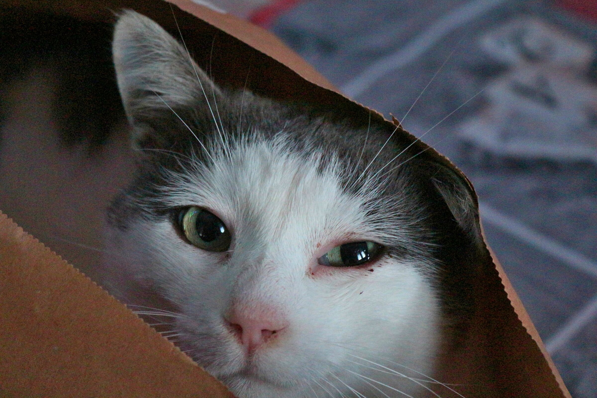 Paolone... ambushed in the bag !