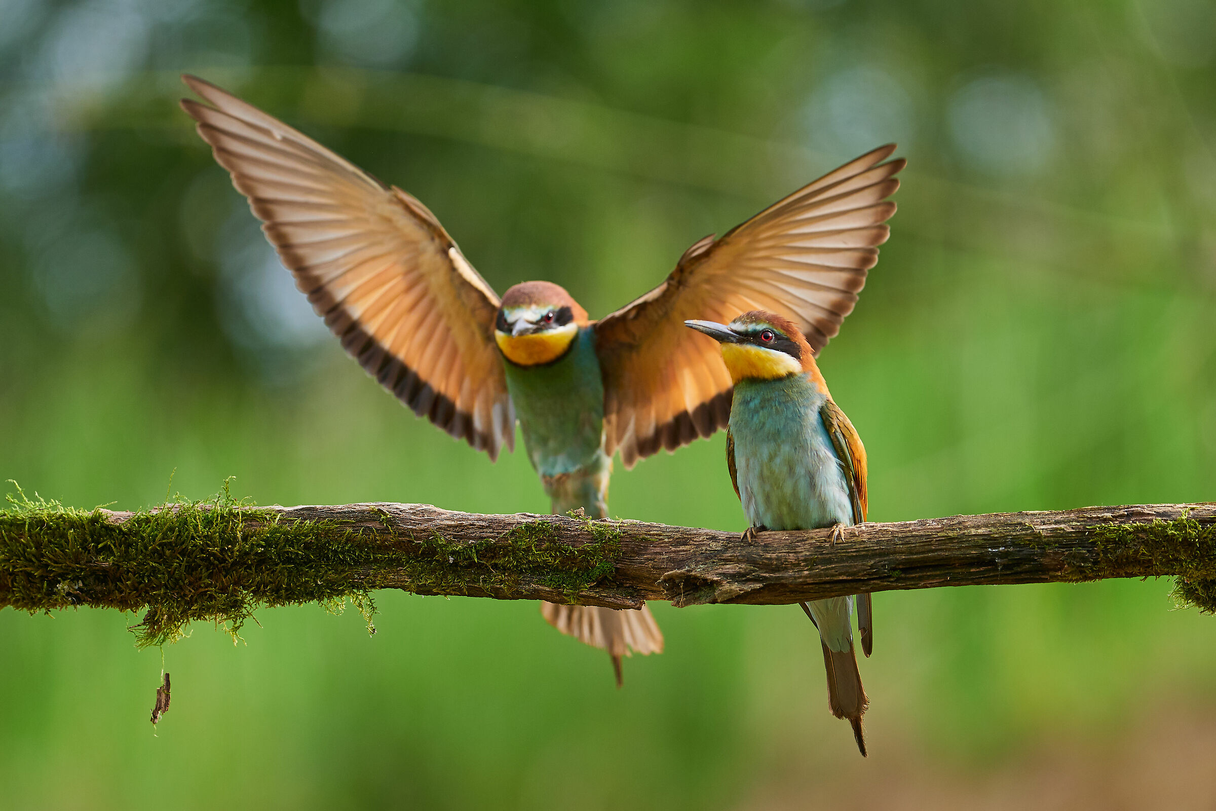 Apiaster europeo ( Merops apiaster )