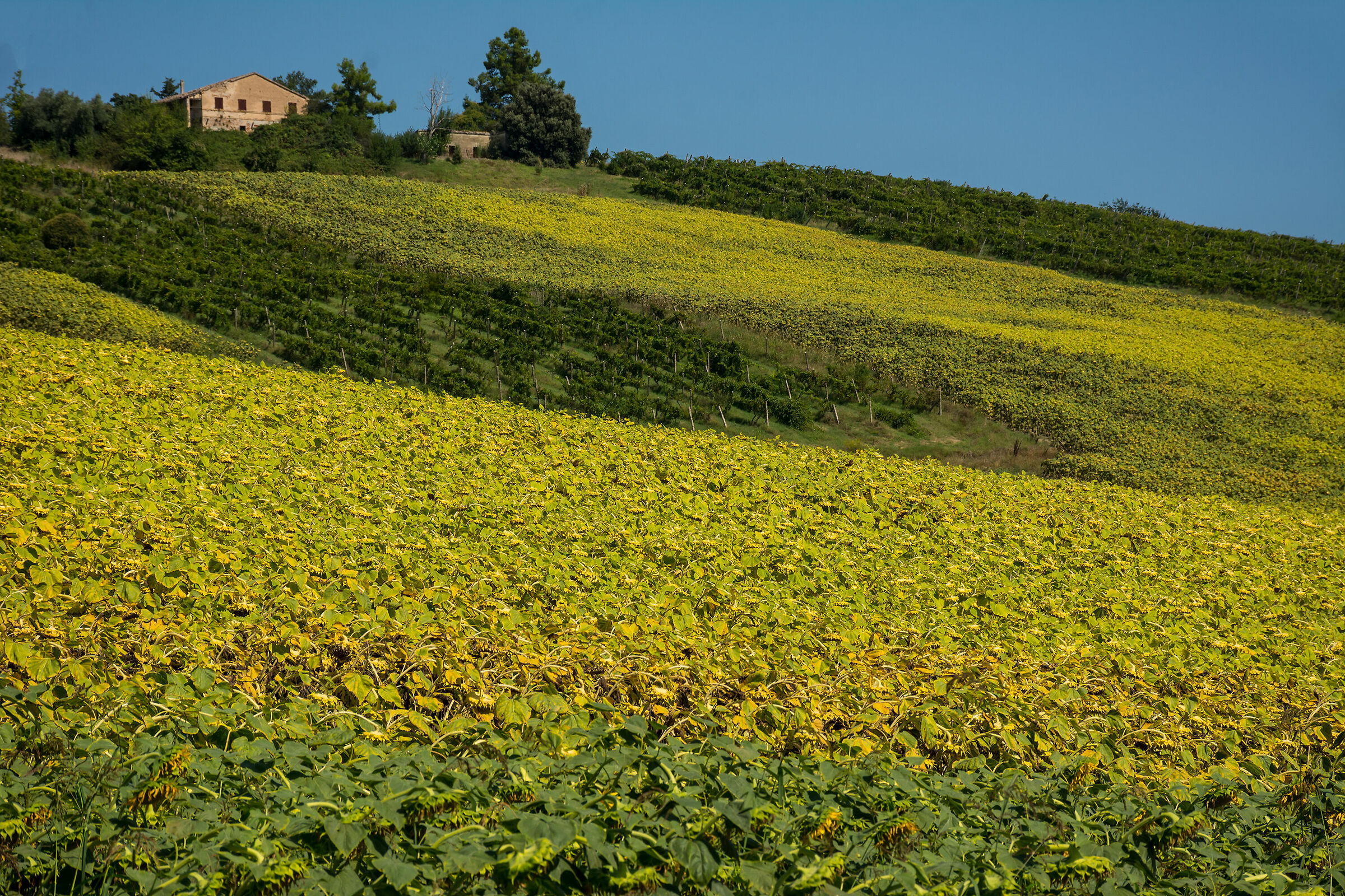 I girasoli e la casa