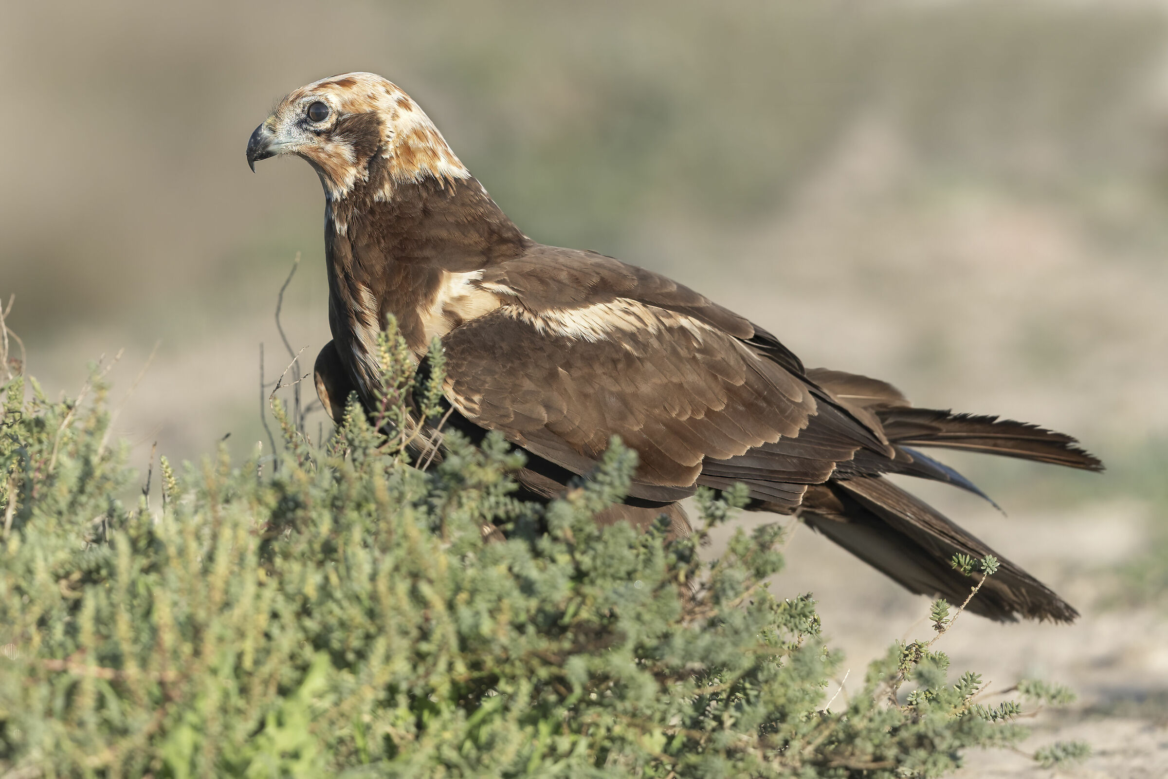 falco di palude femmina