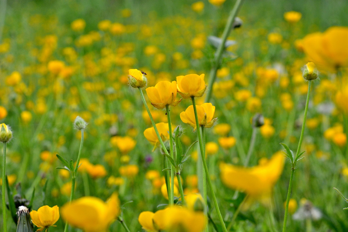 yellow in the meadow