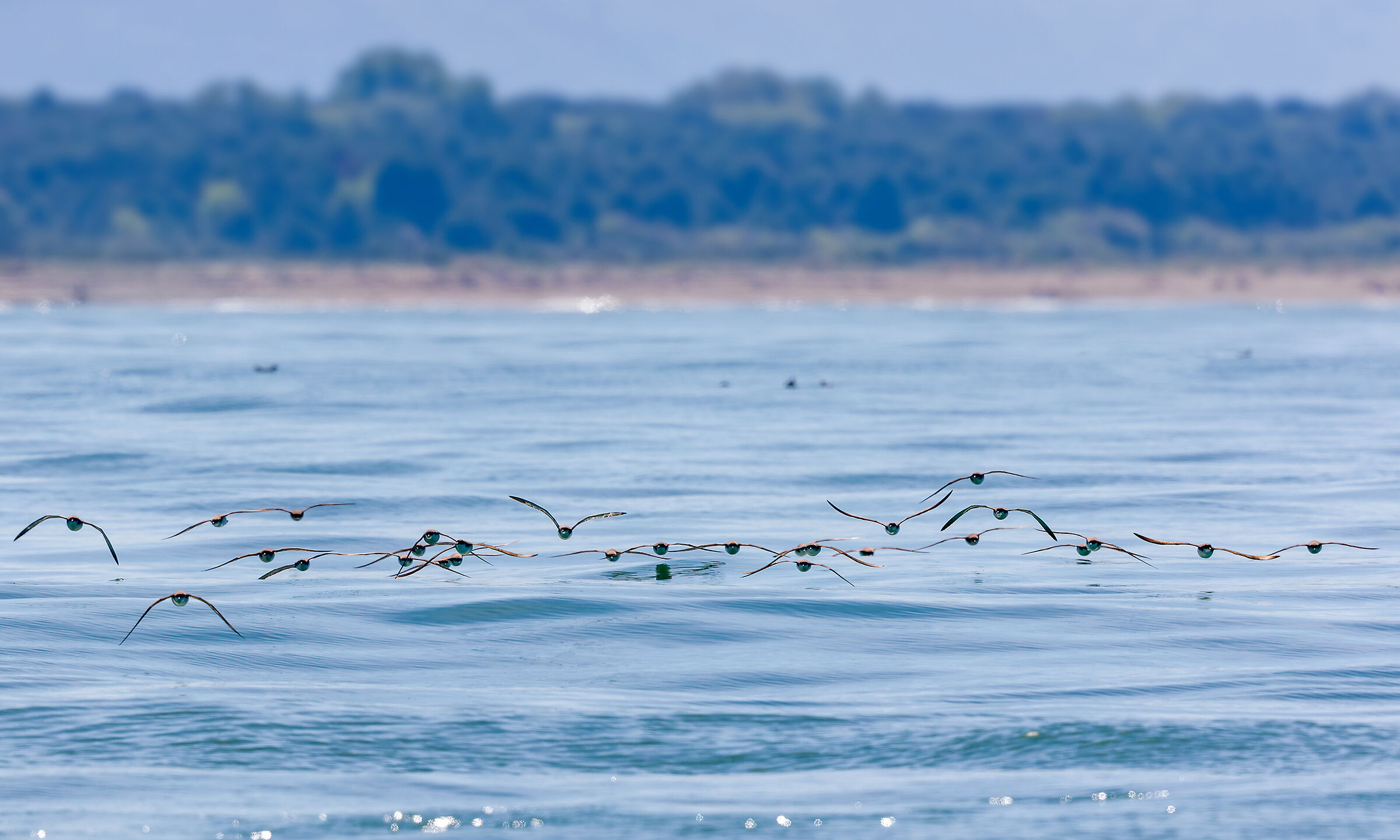 Arrivano le berte (mionori)