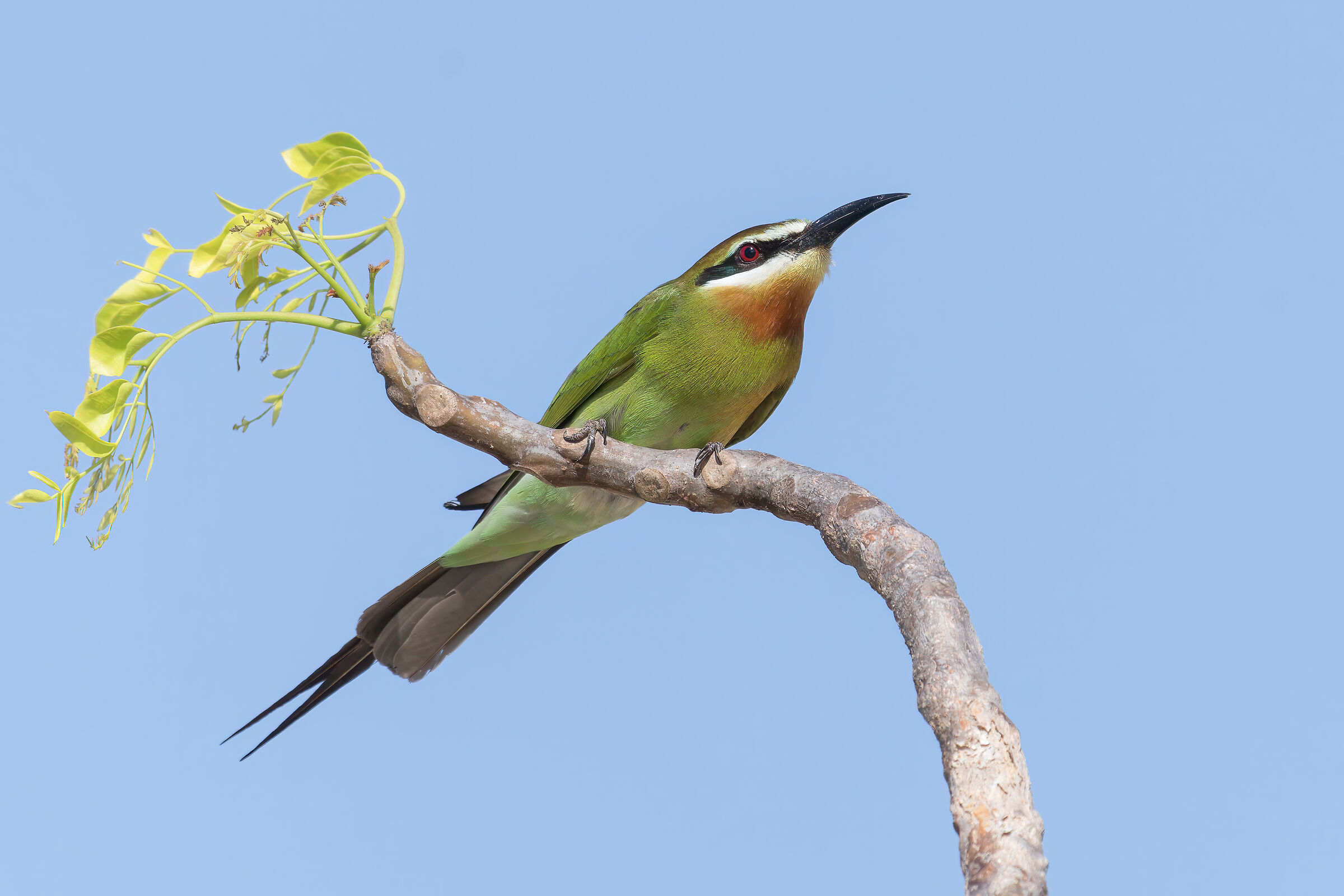 Gruccione del Madagascar
