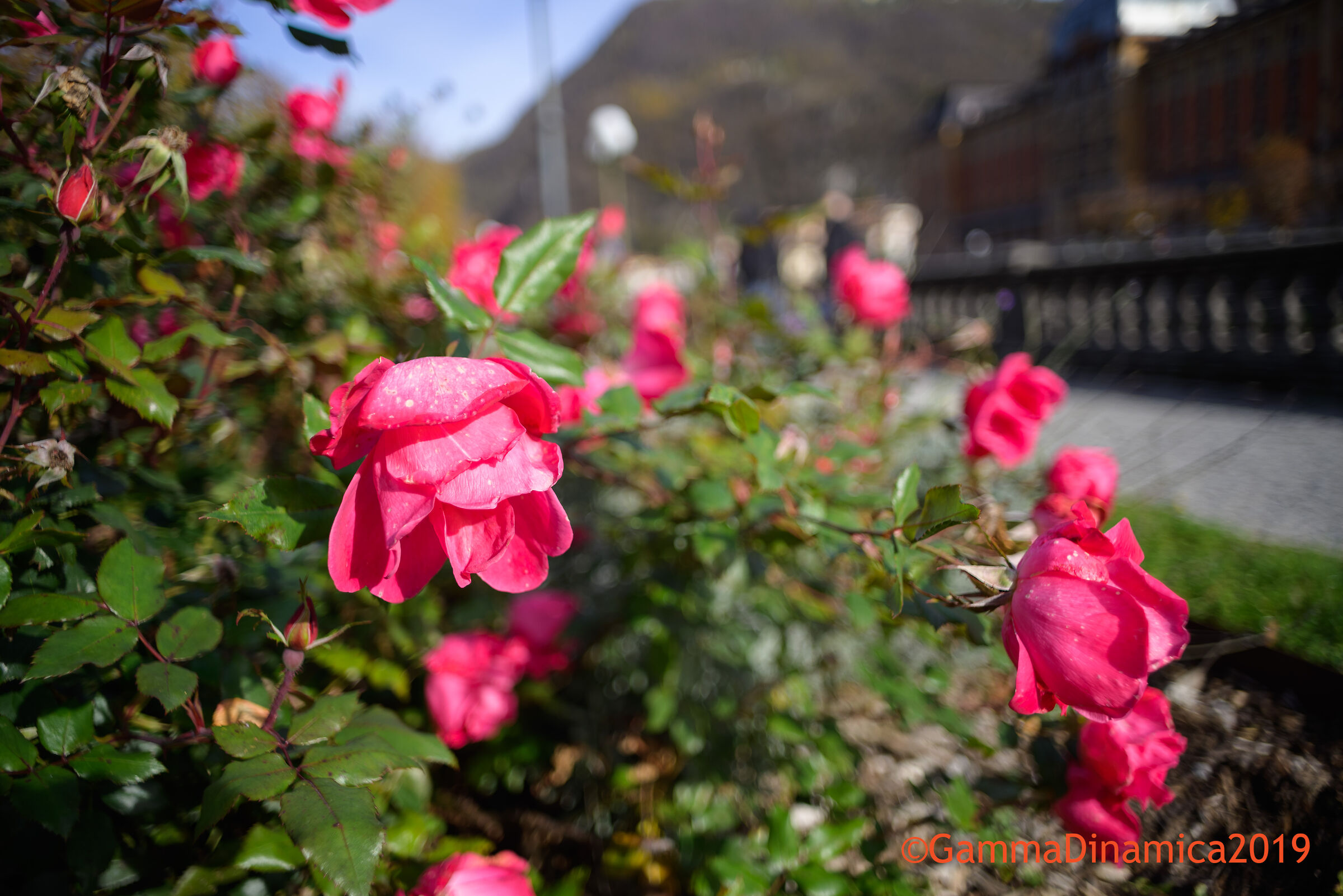Flowers on the riverfront