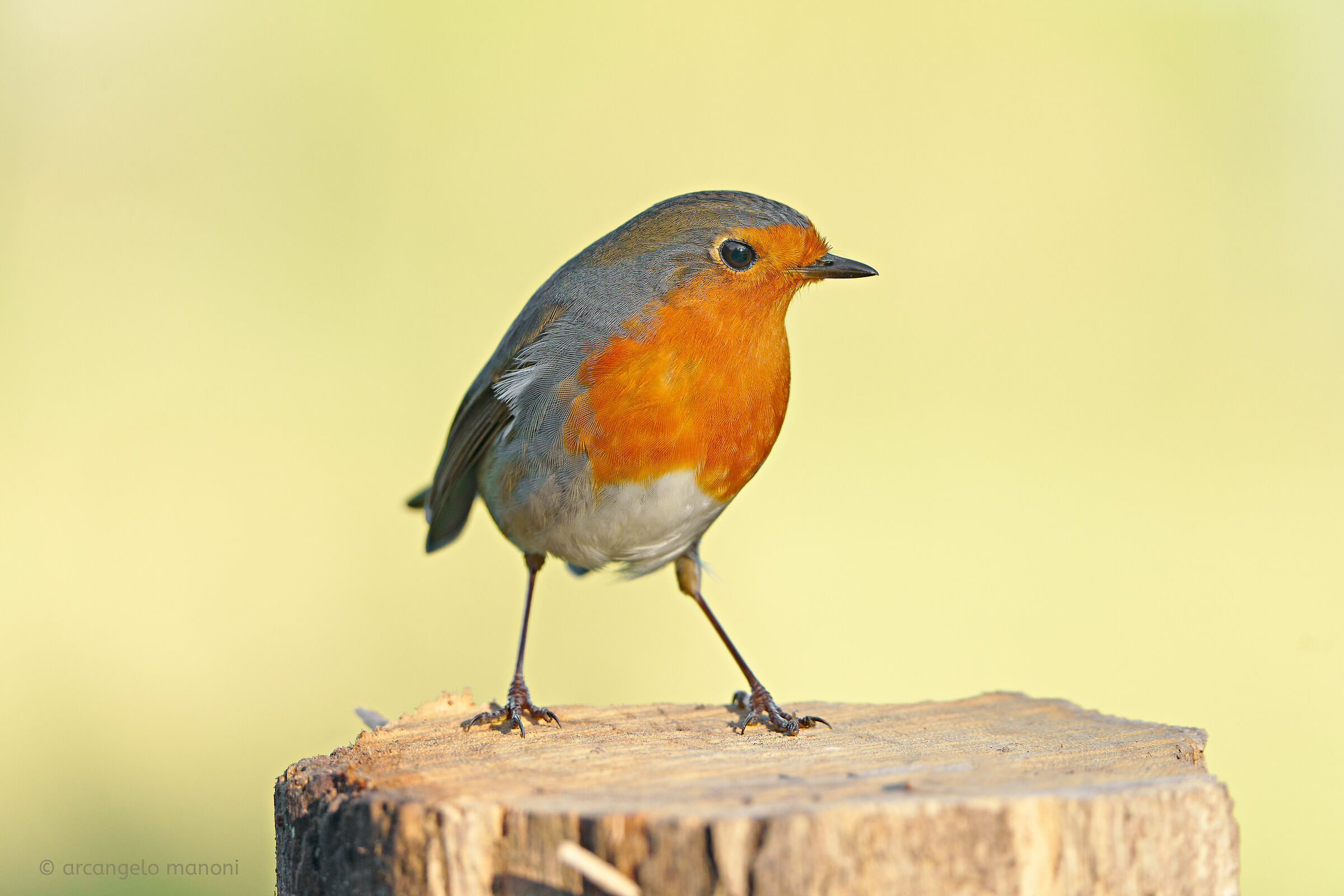 L'inossidabile pettirosso