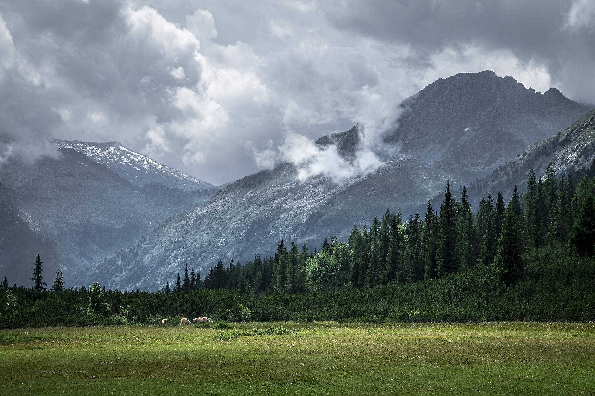 Horses in Val di Fumo