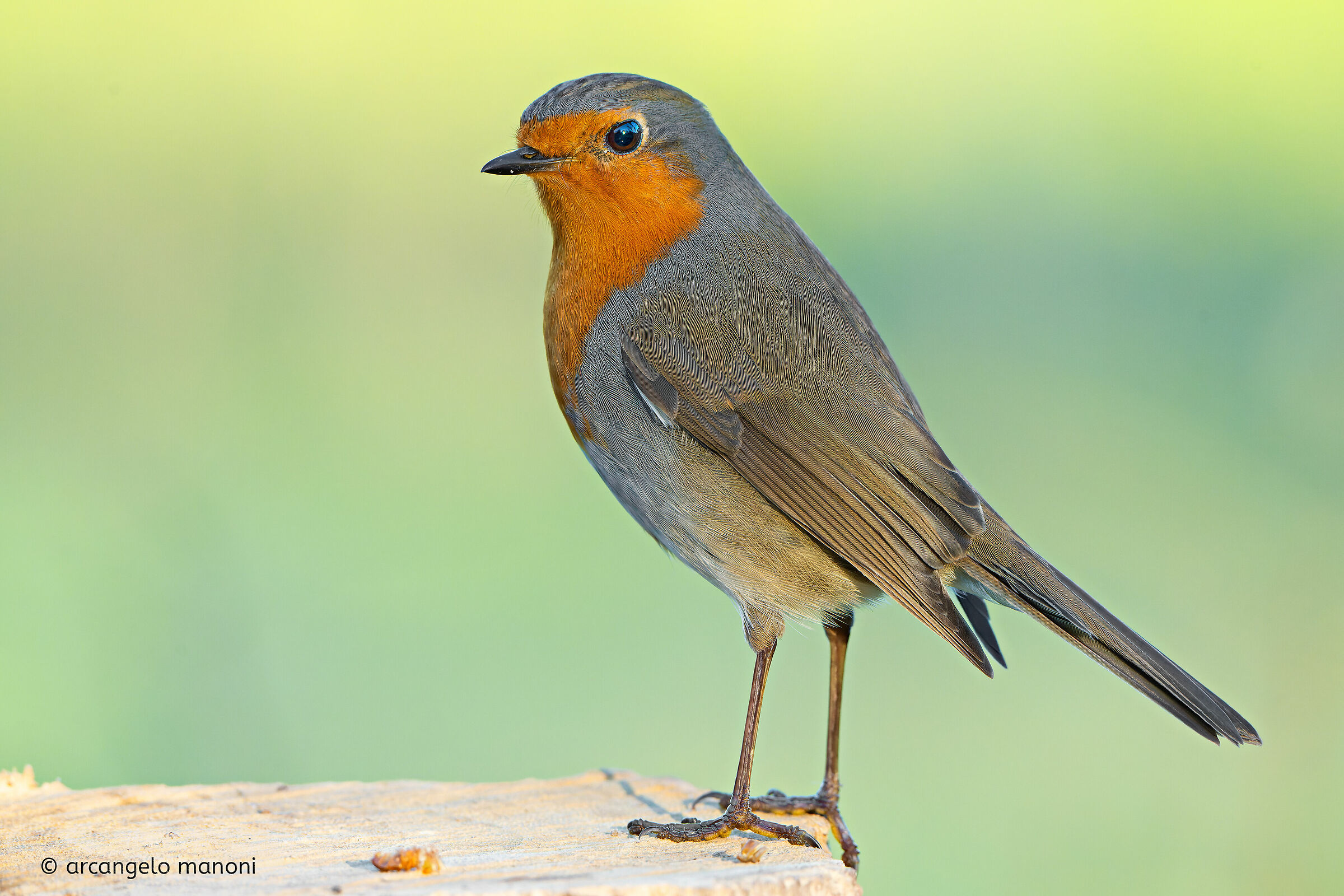 Pettirosso in colors